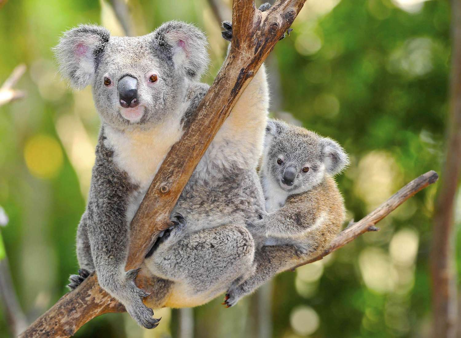 Australian Koala Bear with her baby in eucalyptus tree in Australia. 