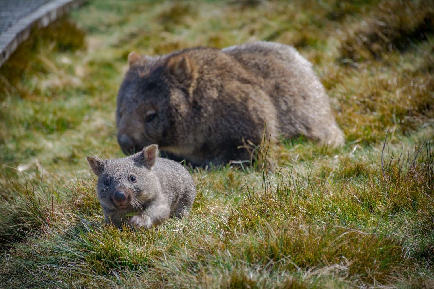 Joey wombat running from its mother in Cradle Mountain, Tasmania 