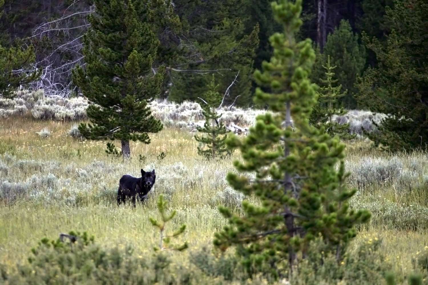 A lone black wolf in Yellowstone National Park.