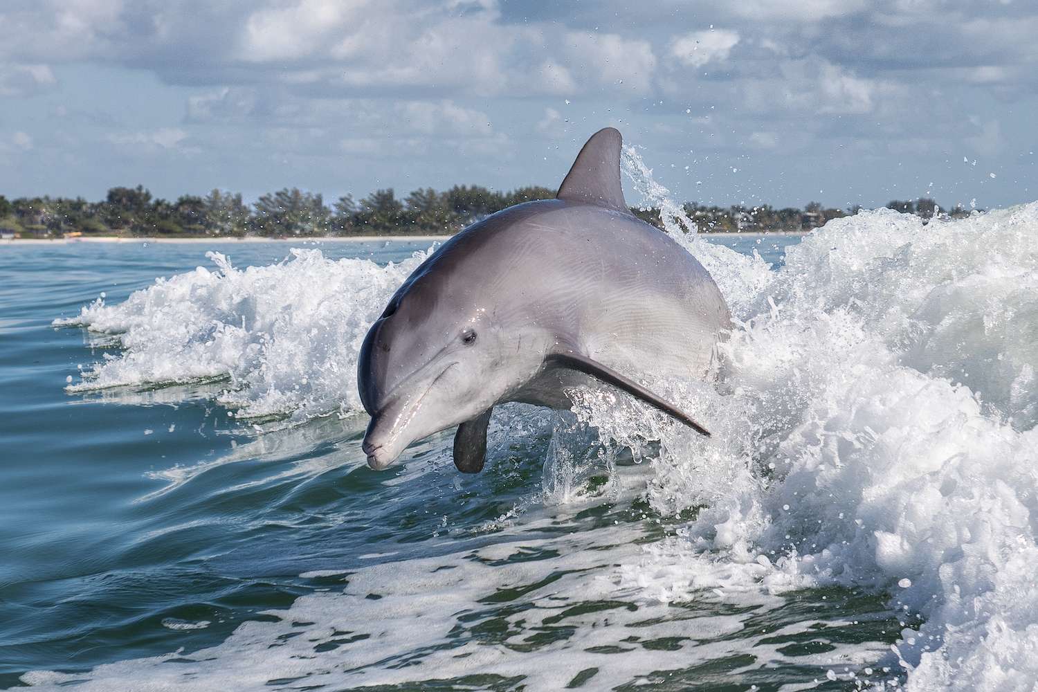 Bottlenose Dolphin in Florida