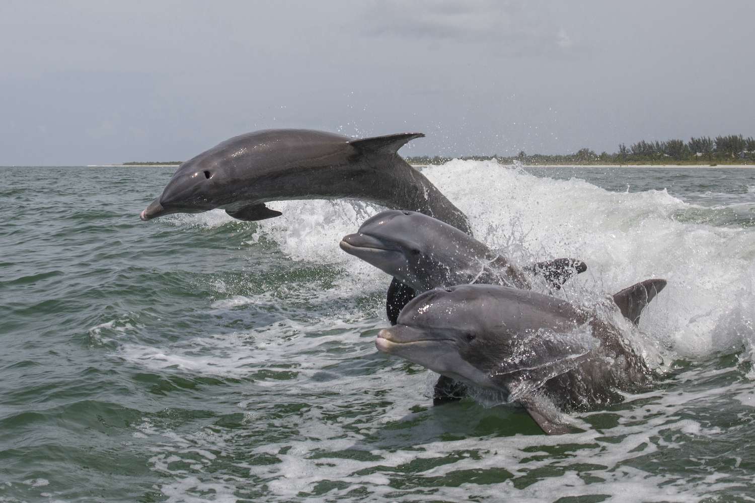 Bottlenose Dolphins in Florida