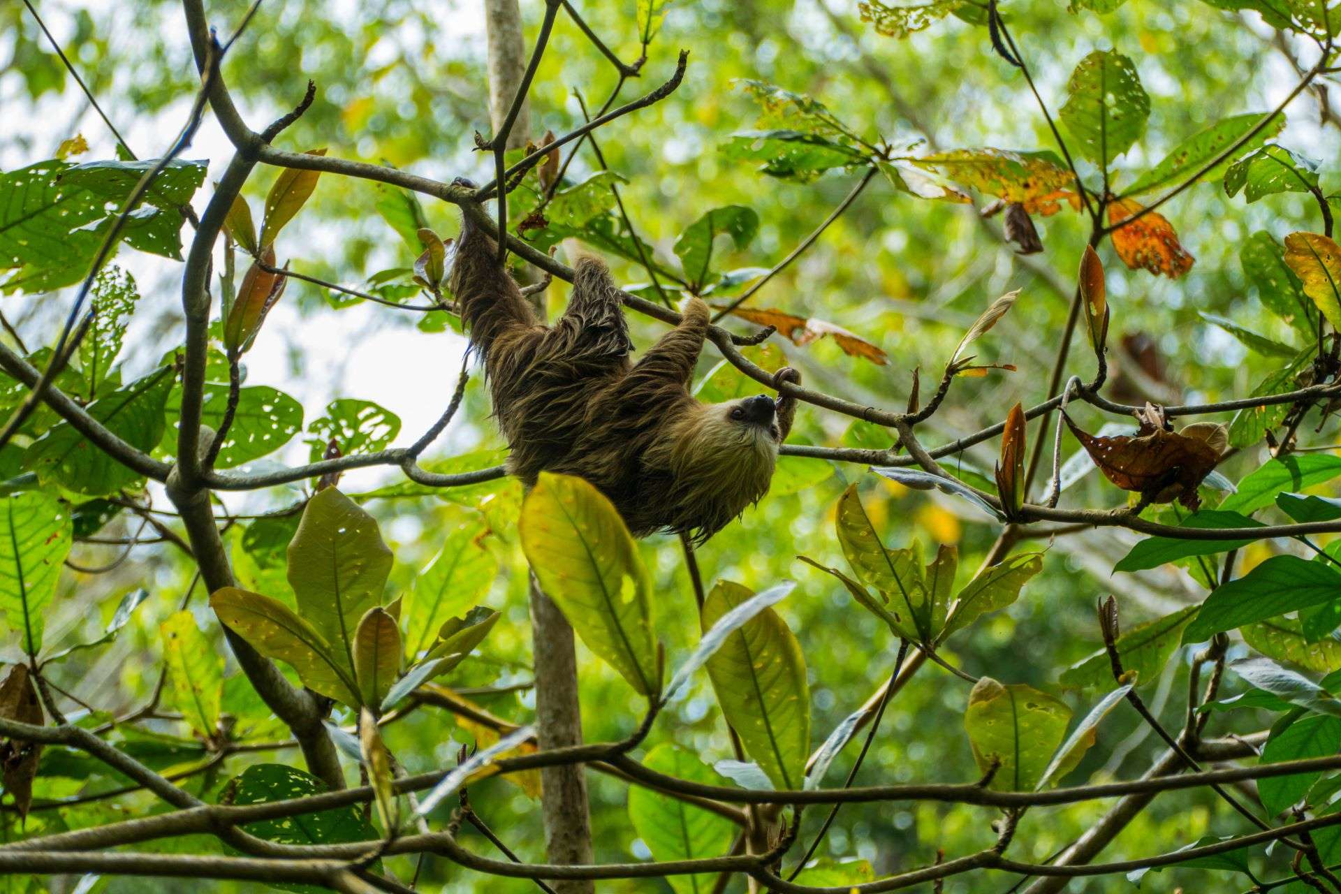 A sloth hanging on a tree branch in Costa Rica