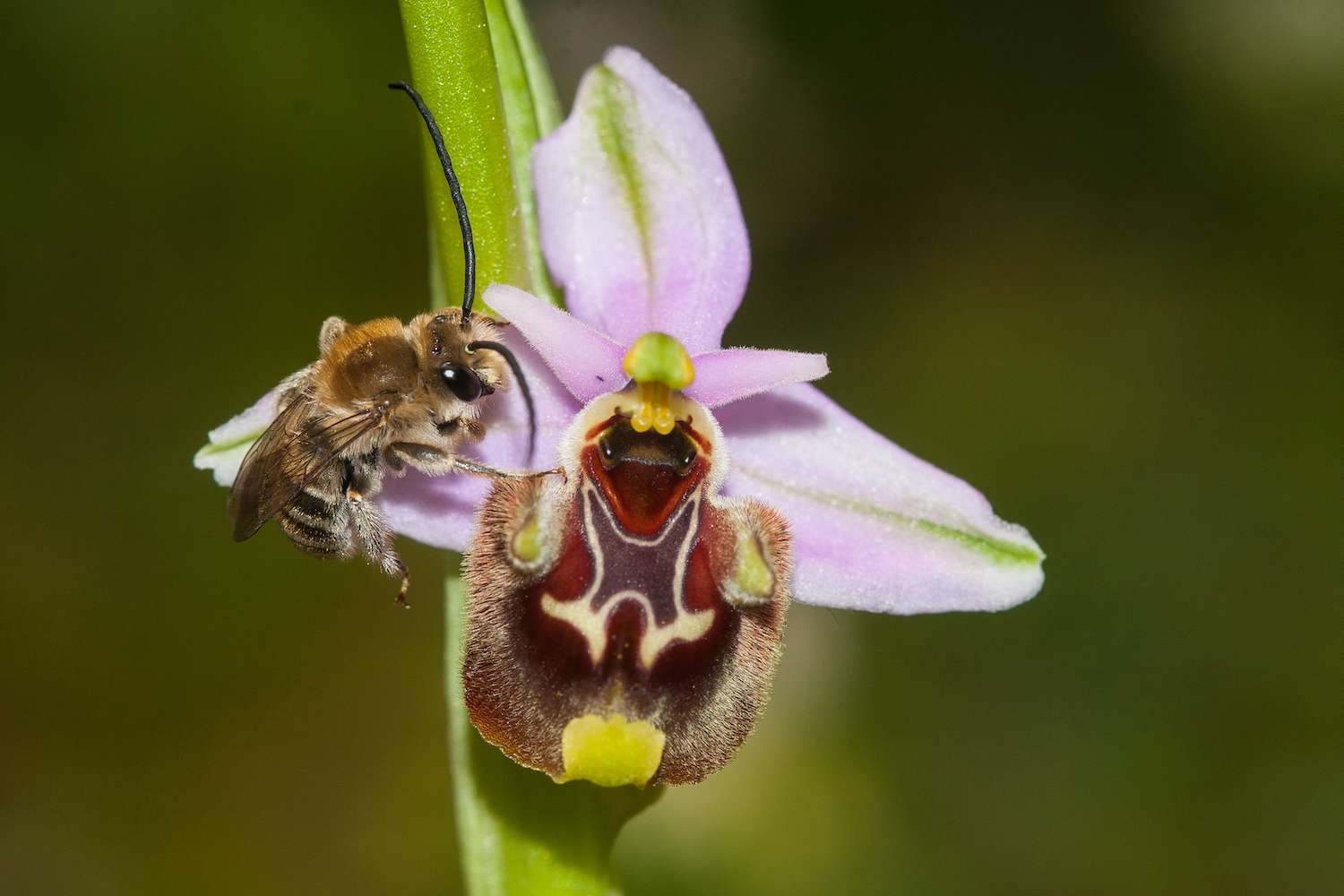 Ophrys minoa var. candica with bee on flower