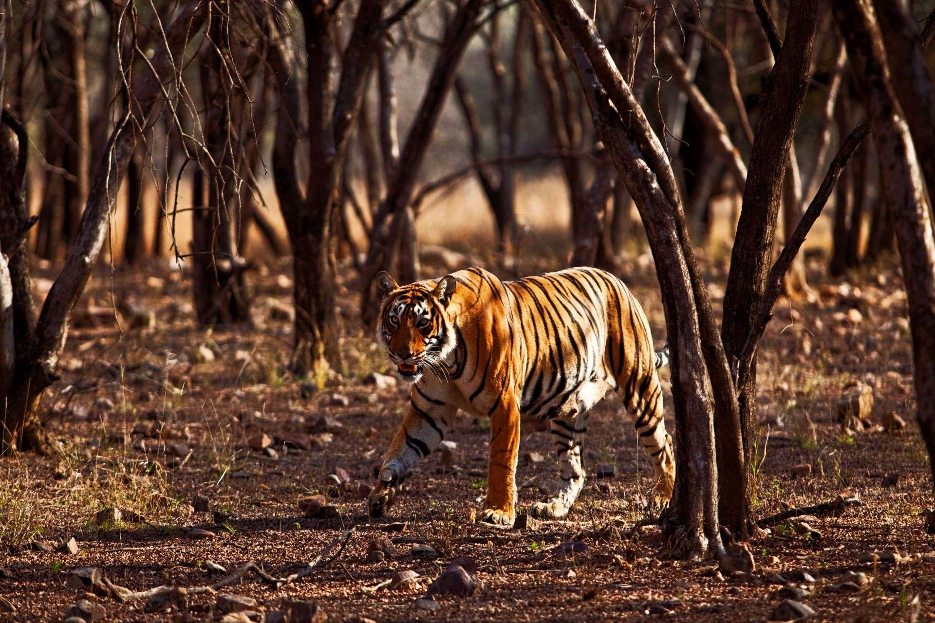 A Tiger walking in a dry forest closely making eye contact with the photographer.