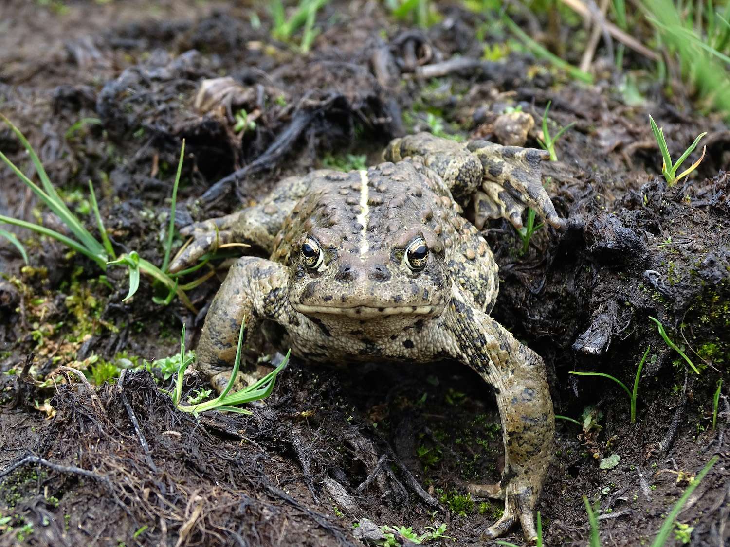Boreal toad 