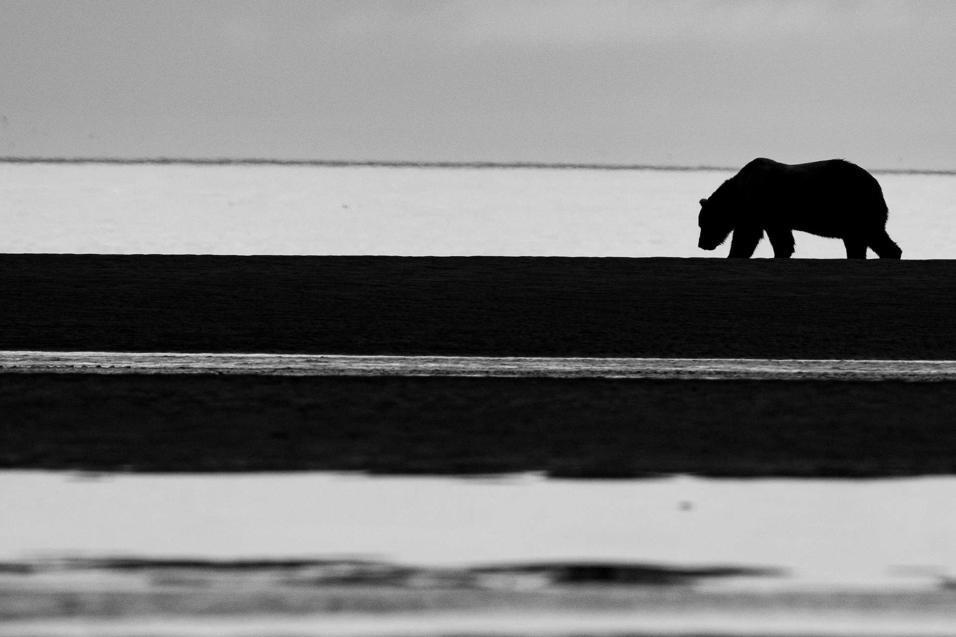 A brown bear walks along the shore in Alaska. 
