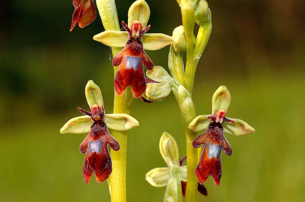 Flower of Fly Orchid