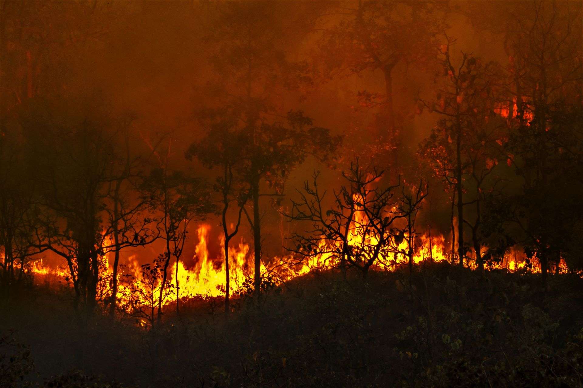 Forest fire caused by humans.
