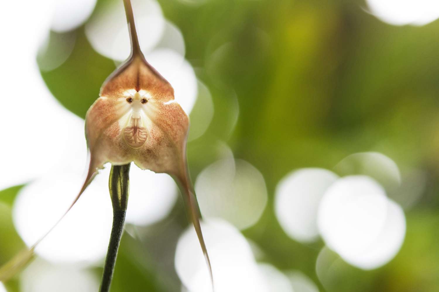 a Monkey Orchid (Looks Like a Monkey's Face)