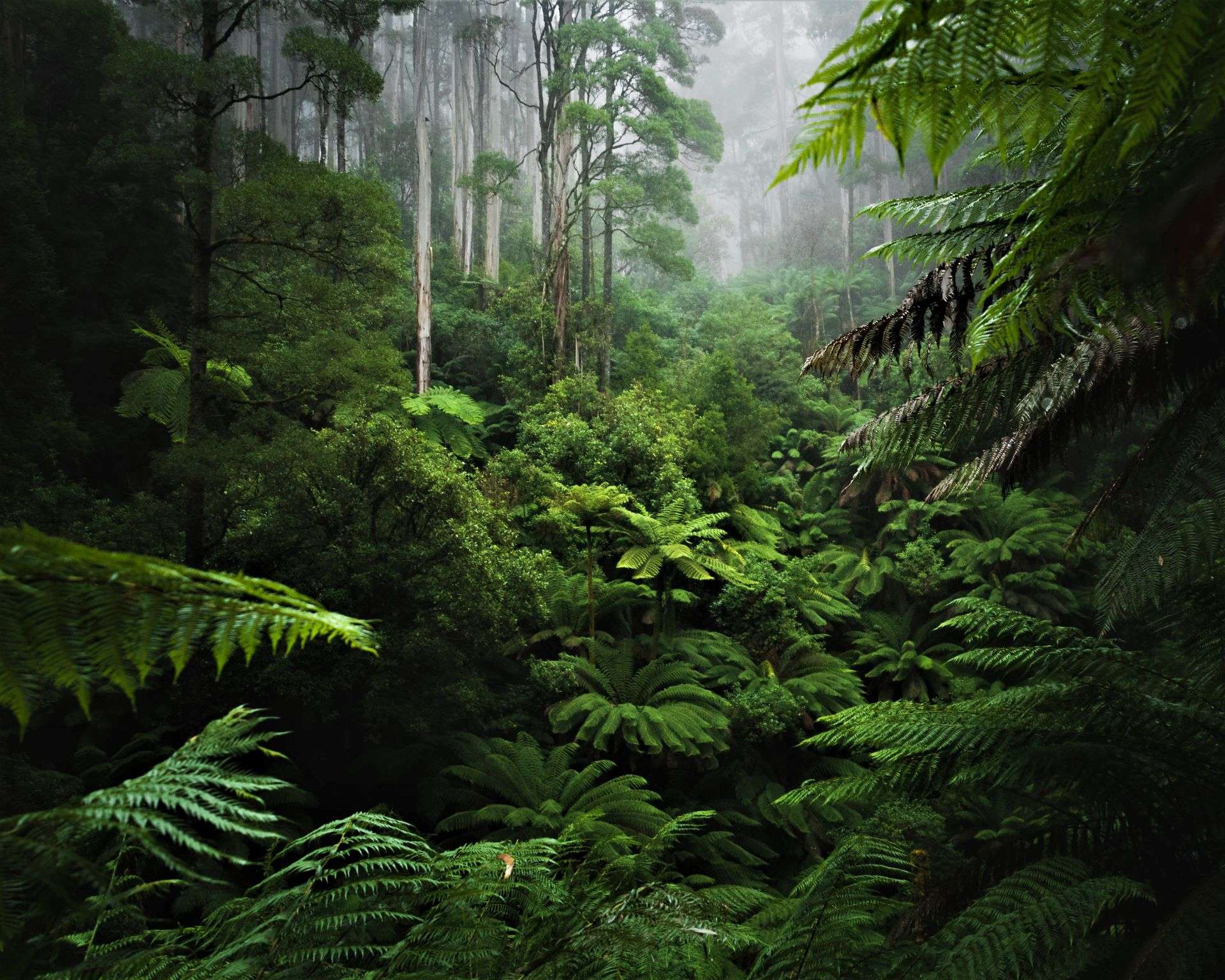 A lush rainforest with early morning fog.