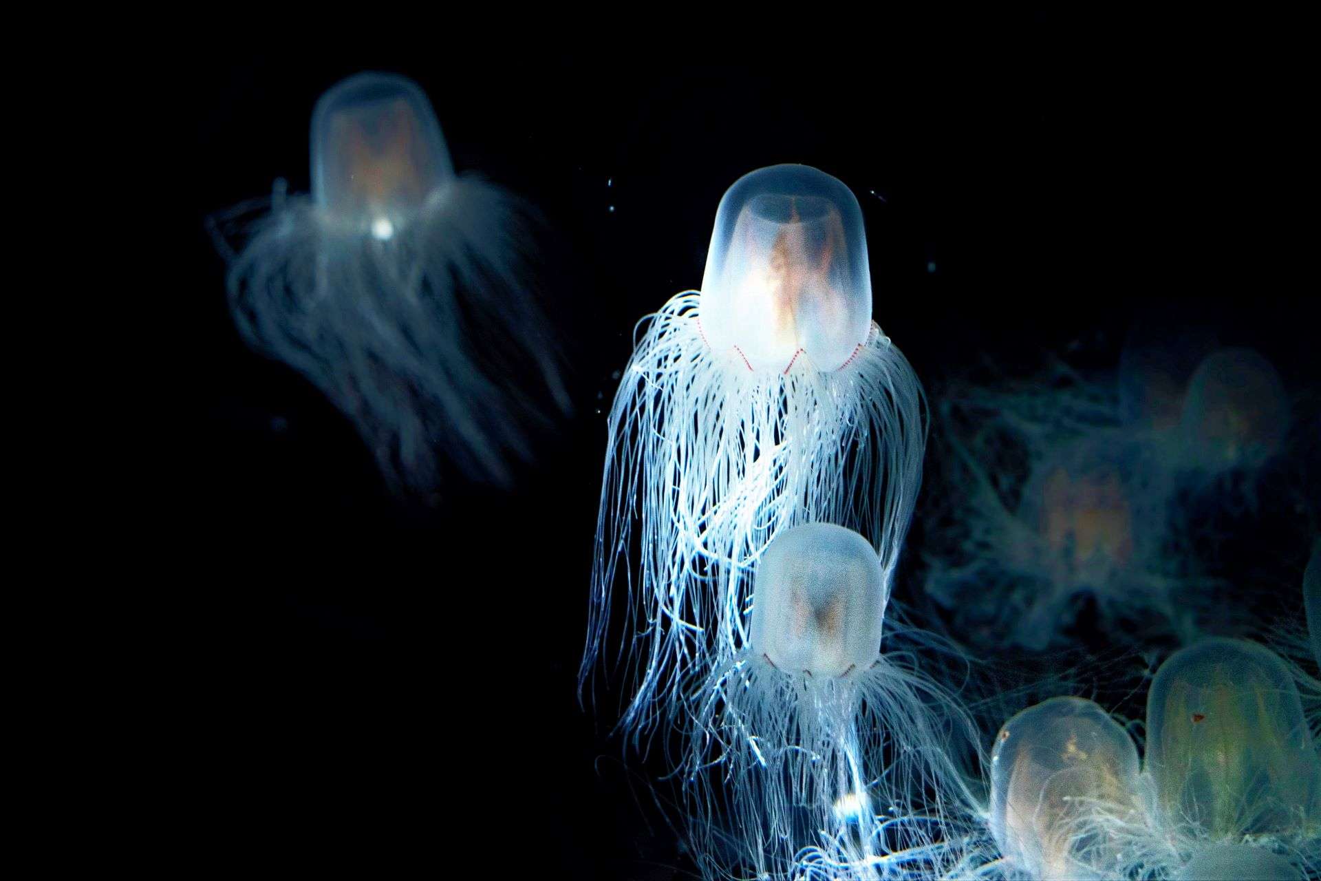 A photo of sea wasps in the sea glows as a means to scare off predators in the dark waters.