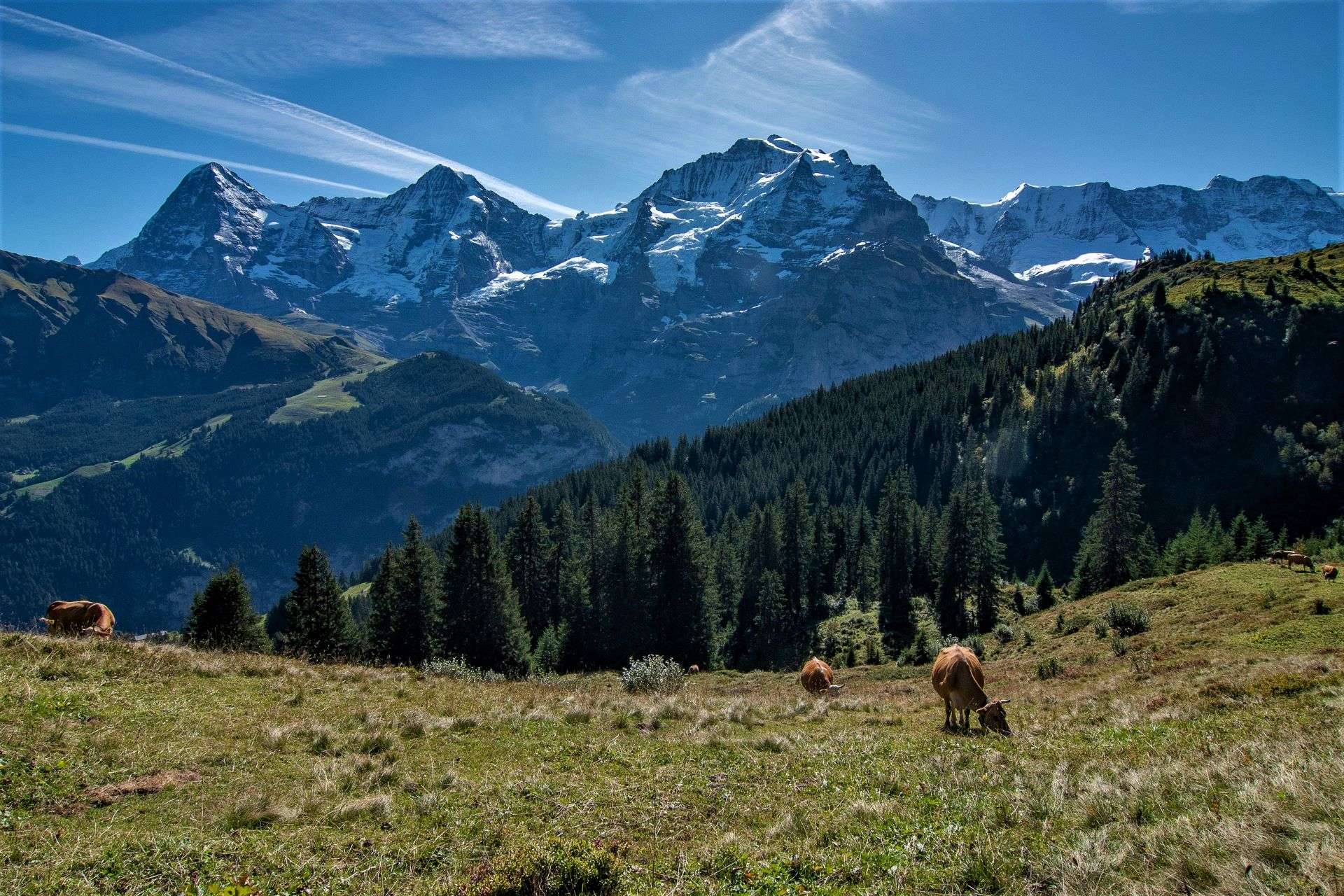 A view of the mountains Eiger, Monch, and Jungfrau with livestock grazing.