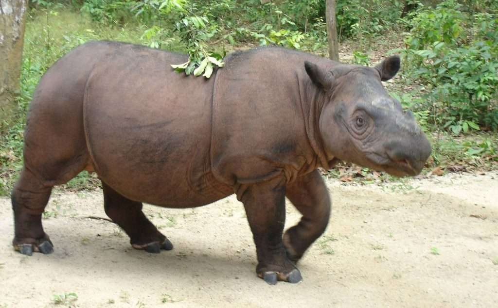 Strange & Wonderful Wildlife Of Borneo Rain Forest | Asia