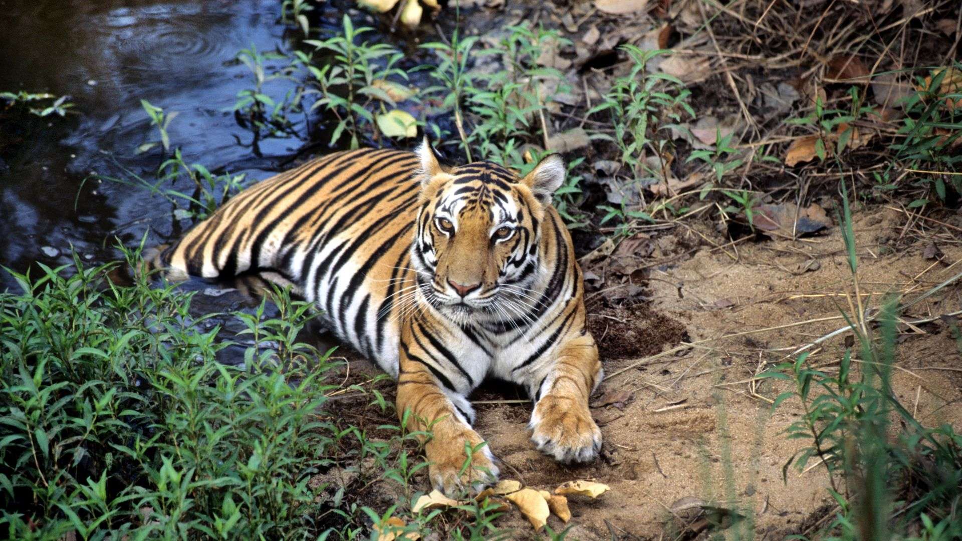 Tiger (Panthera tigris) lying with rear limbs in a pool of water, India.