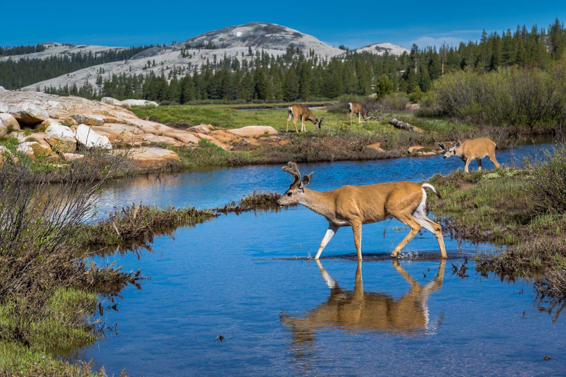 Mule deer foraging around a river in Tuolumne Meadows, Yosemite.