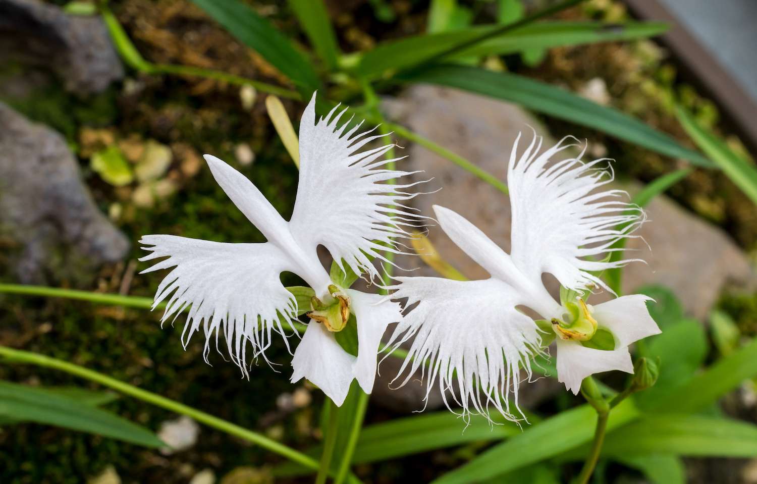 Two white egret flowers (Fringed orchid, Habenaria radiata, Sagiso), flying effect