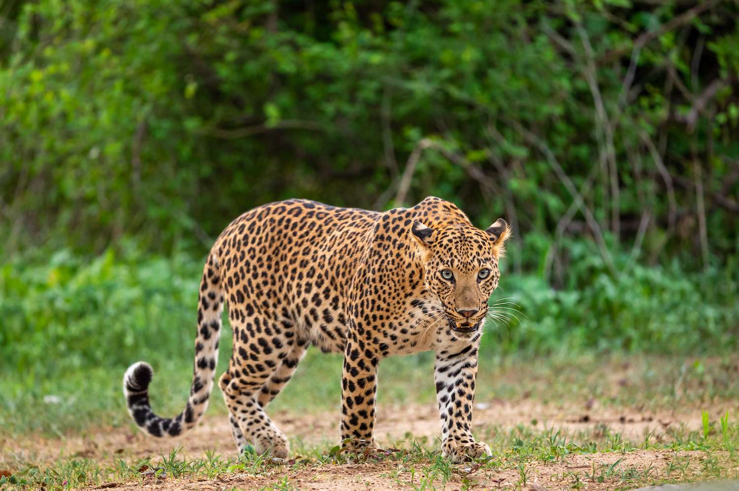 A Tiger Safari in India: A Photographer’s Dream