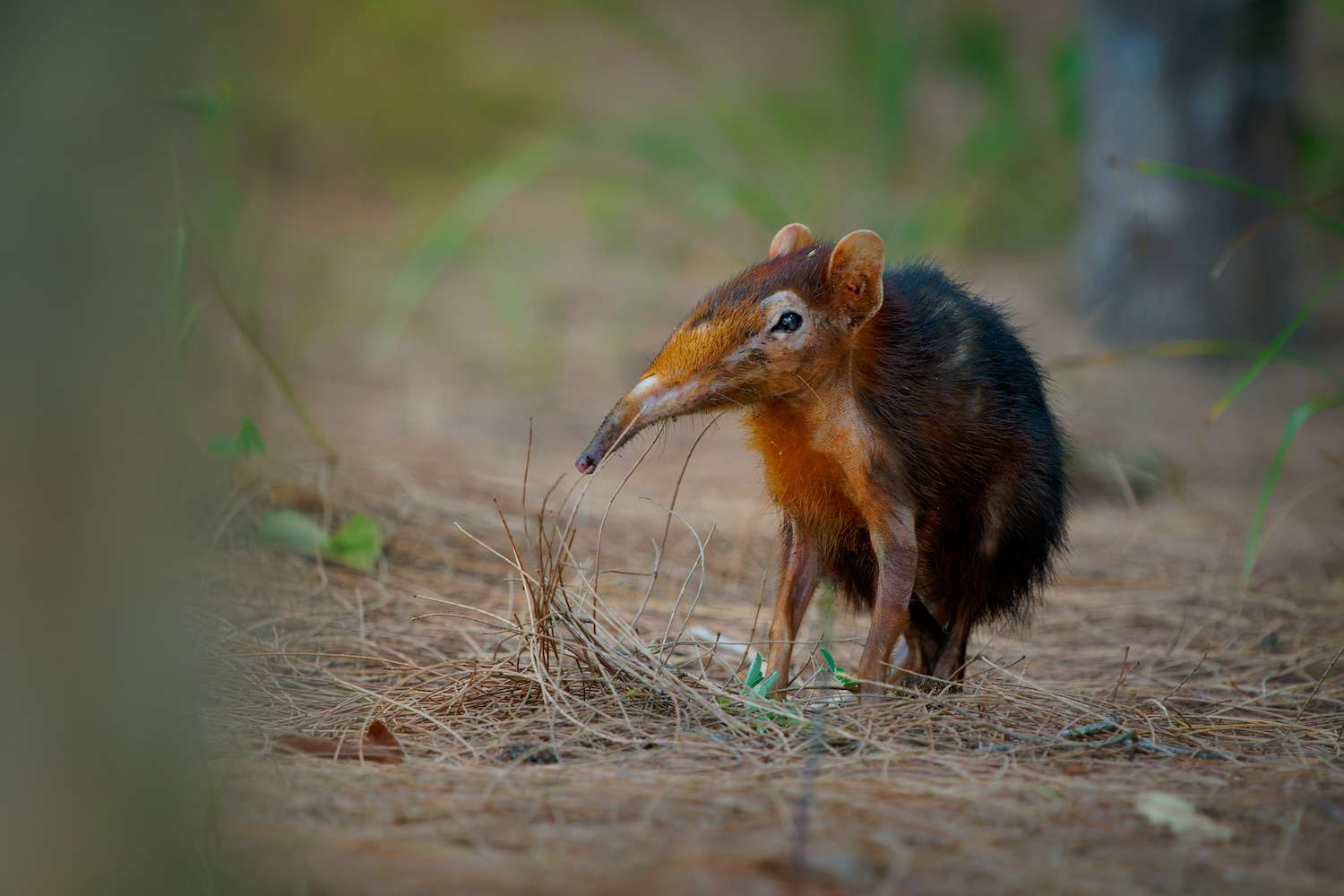 Black and rufous elephant shrew -Rhynchocyon petersi or sengi or Zanj elephant shrew, found only in Africa, native to the lowland montane and dense forests of Kenya and Tanzania.