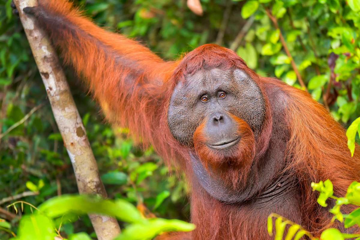Orangutan Pongo pygmaeus at Tanjung Puting National Park in Borneo Indonesia