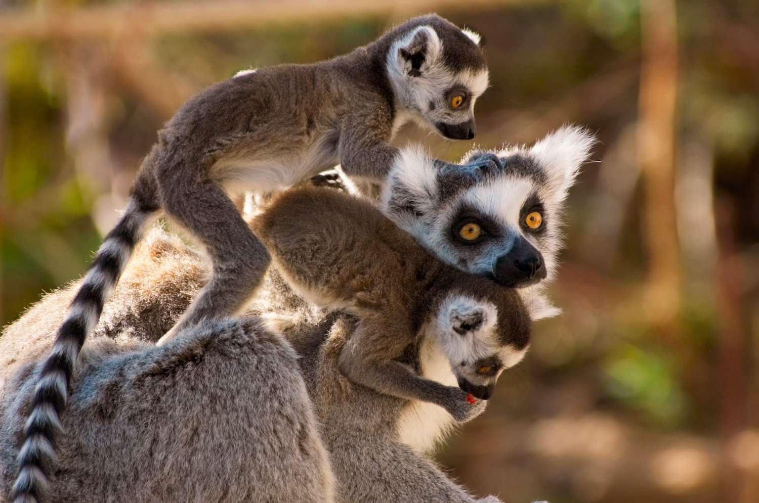 A goup of cute ring-tailed lemurs with the baby monkeys on mothers back