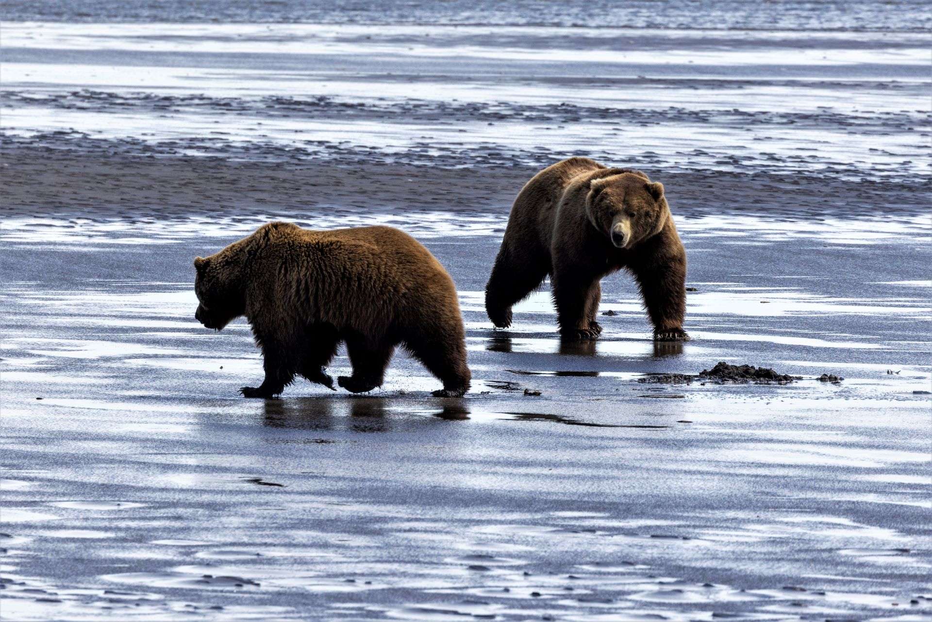 Two Bears looking for food in the water near the Bear camp in Alaska