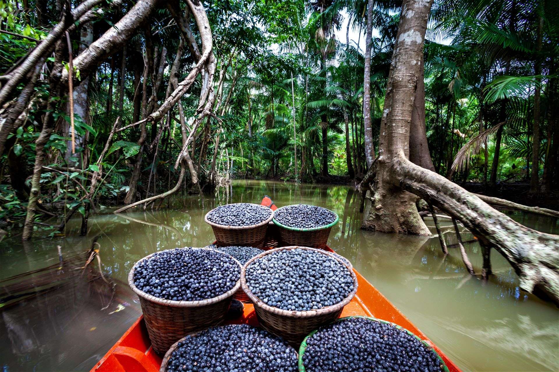 Fresh acai berries fruit in straw baskets in red boat and forest trees in the Amazon rainforest.