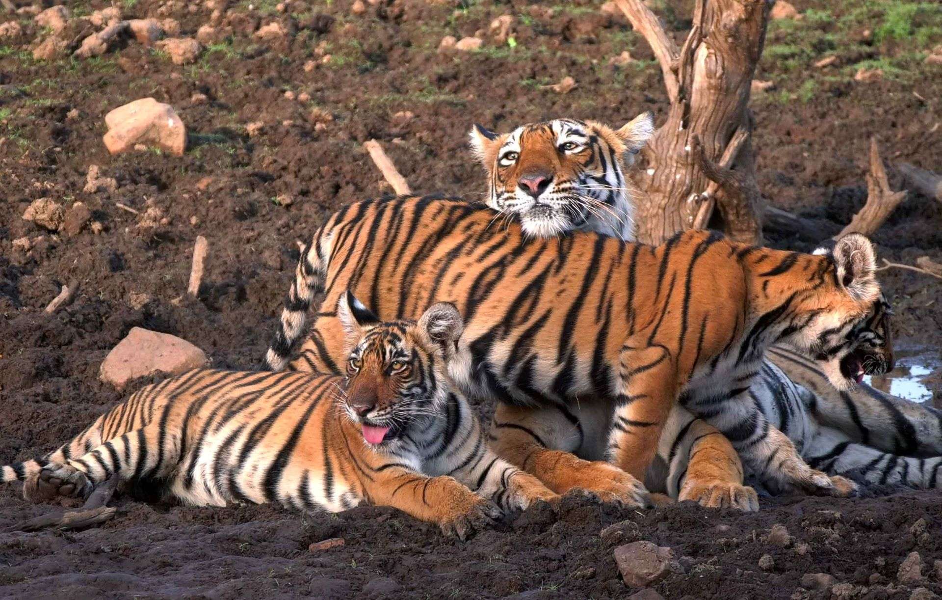 Bengal Tigers in India