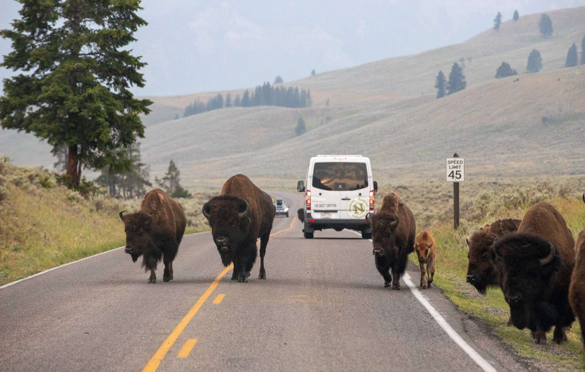 Bison jam in Yellowstone National Park by Jeremy Covert