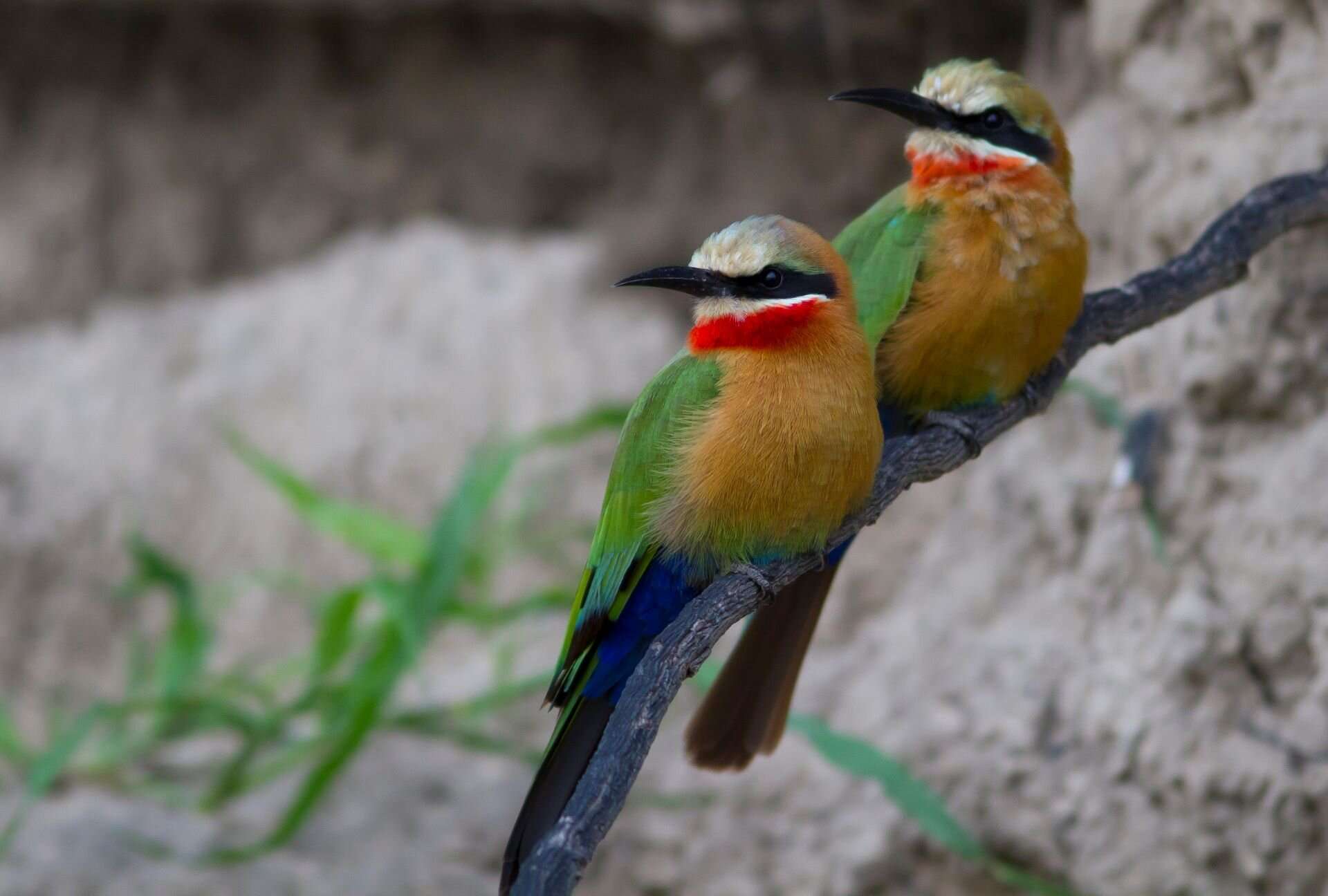 White-fronted bee-eaters, Botswana, Afric