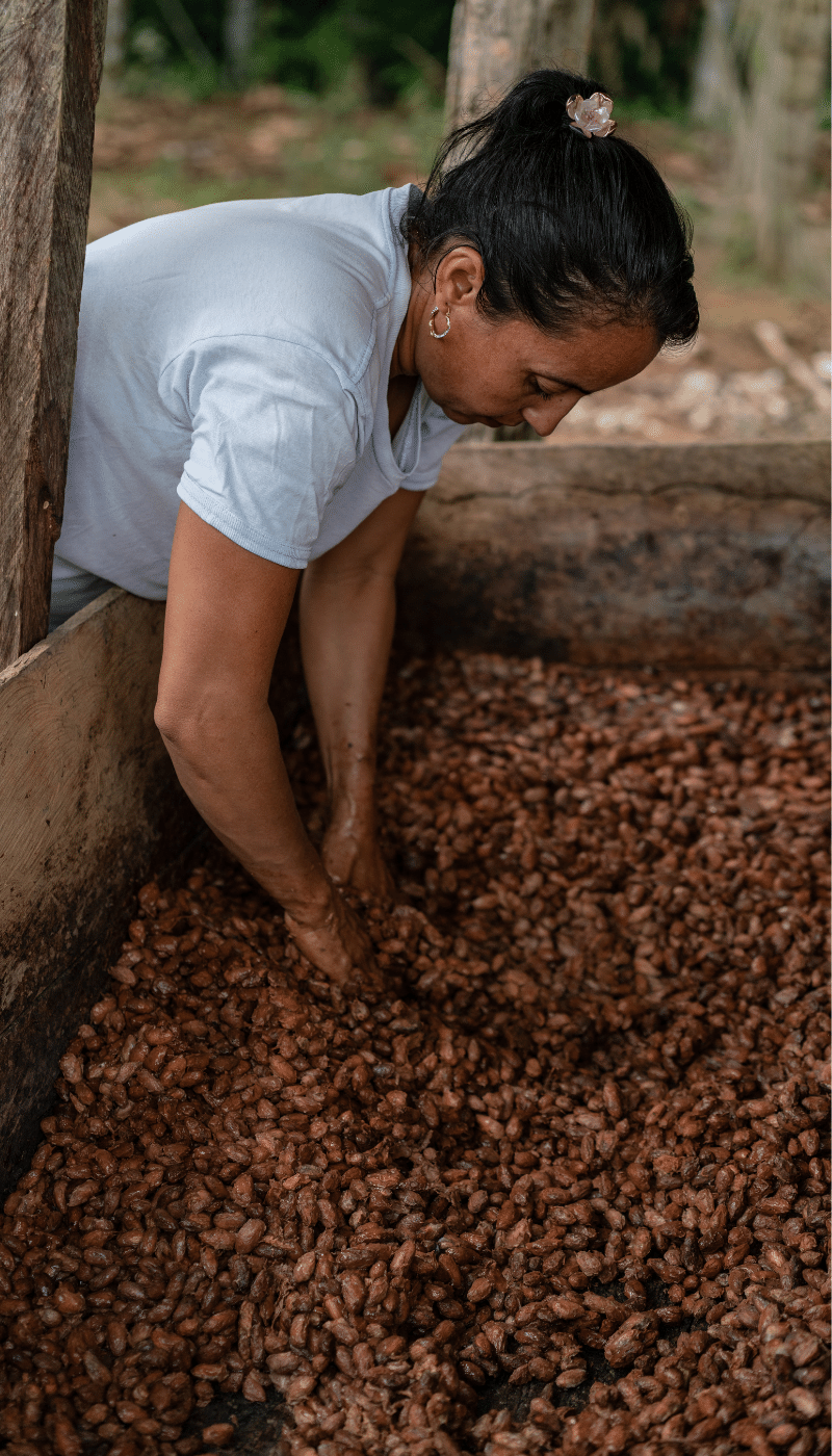 Marisela stirs fermenting cacao seeds harvested from the family farm in order to extract the chocolate, municipality of Calamar, Guaviare Department, Colombia. Marisela is a farmer, mother and Secretary of the local ‘environmental promoters’ group in the municipality of Calamar, Guaviare Department, Colombia. The 'buffer zone’ around Chiribiquete National Park, Colombia is being deforested at an alarming rate, due to land grabbing and cattle ranching, especially in areas newly ‘opened up’ as a result of the peace process. In the municipality of Calamar, Guaviare Department, WWF-Colombia is working with a group of local community leaders (known as ‘environmental promoters’) with the aim of stopping this deforestation, protecting and restoring remaining forest, and helping provide alternative sustainable livelihoods to local people.