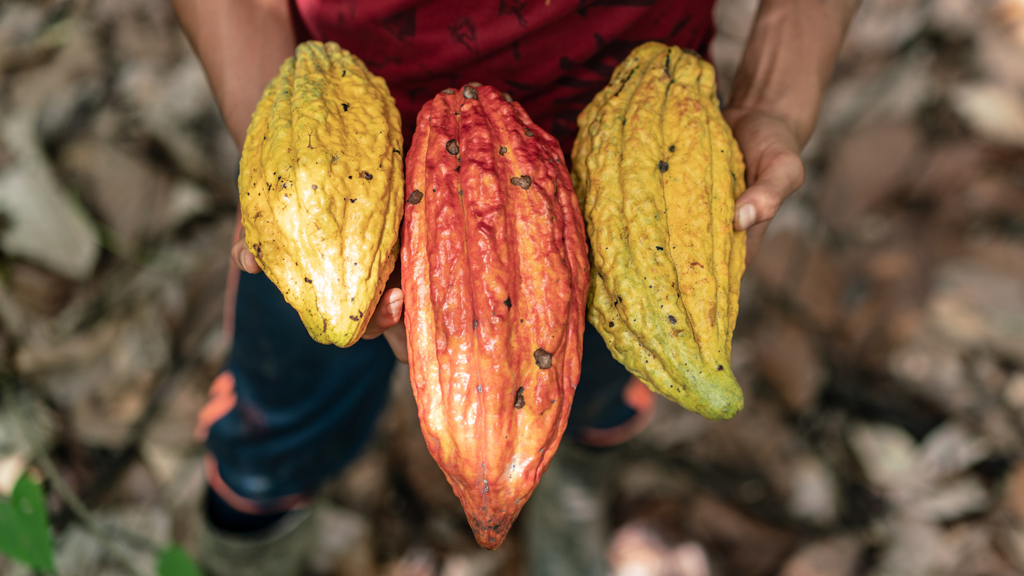 Marisela's son holds cacao seed pods, after harvesting them from the family farm. Cacao is a source of income for Marisela's farm, municipality of Calamar, Guaviare Department, Colombia. Marisela is a farmer, mother and Secretary of the local ‘environmental promoters’ group in the municipality of Calamar, Guaviare Department, Colombia. The 'buffer zone’ around Chiribiquete National Park, Colombia is being deforested at an alarming rate, due to land grabbing and cattle ranching, especially in areas newly ‘opened up’ as a result of the peace process. In the municipality of Calamar, Guaviare Department, WWF-Colombia is working with a group of local community leaders (known as ‘environmental promoters’) with the aim of stopping this deforestation, protecting and restoring remaining forest, and helping provide alternative sustainable livelihoods to local people.