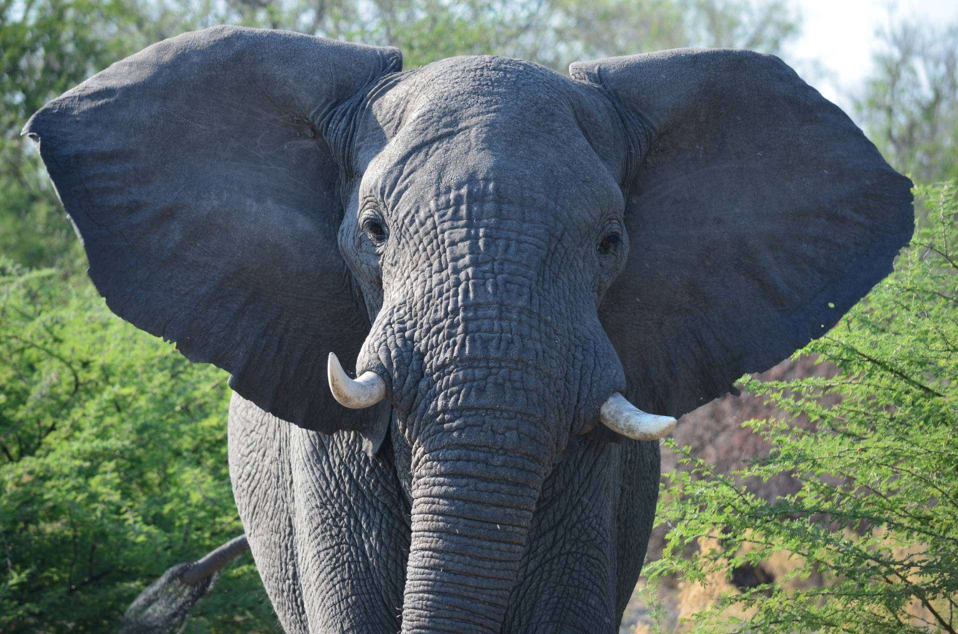 Close portrait of an African elephant with wide ears