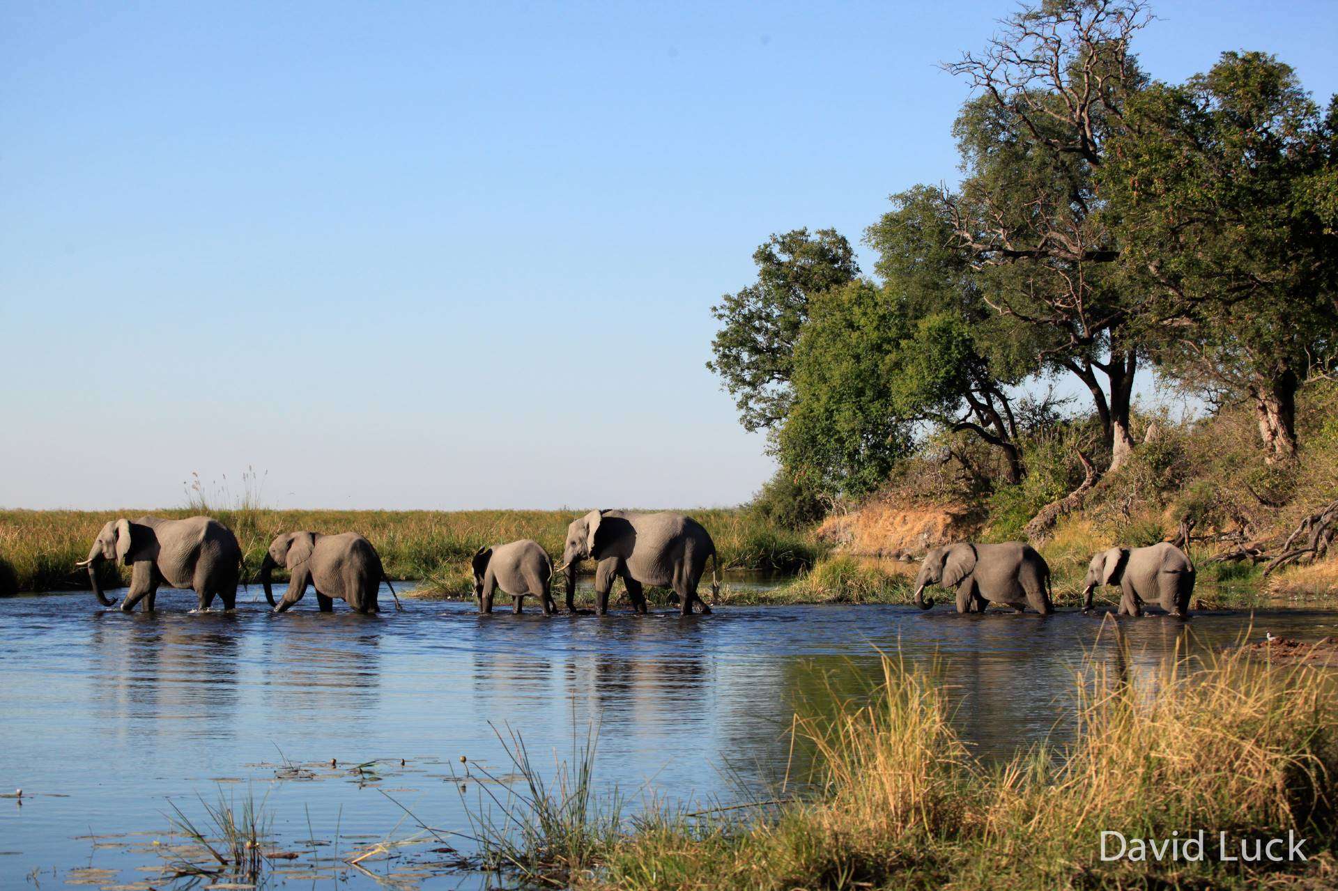 Elephants Botswana Africa
