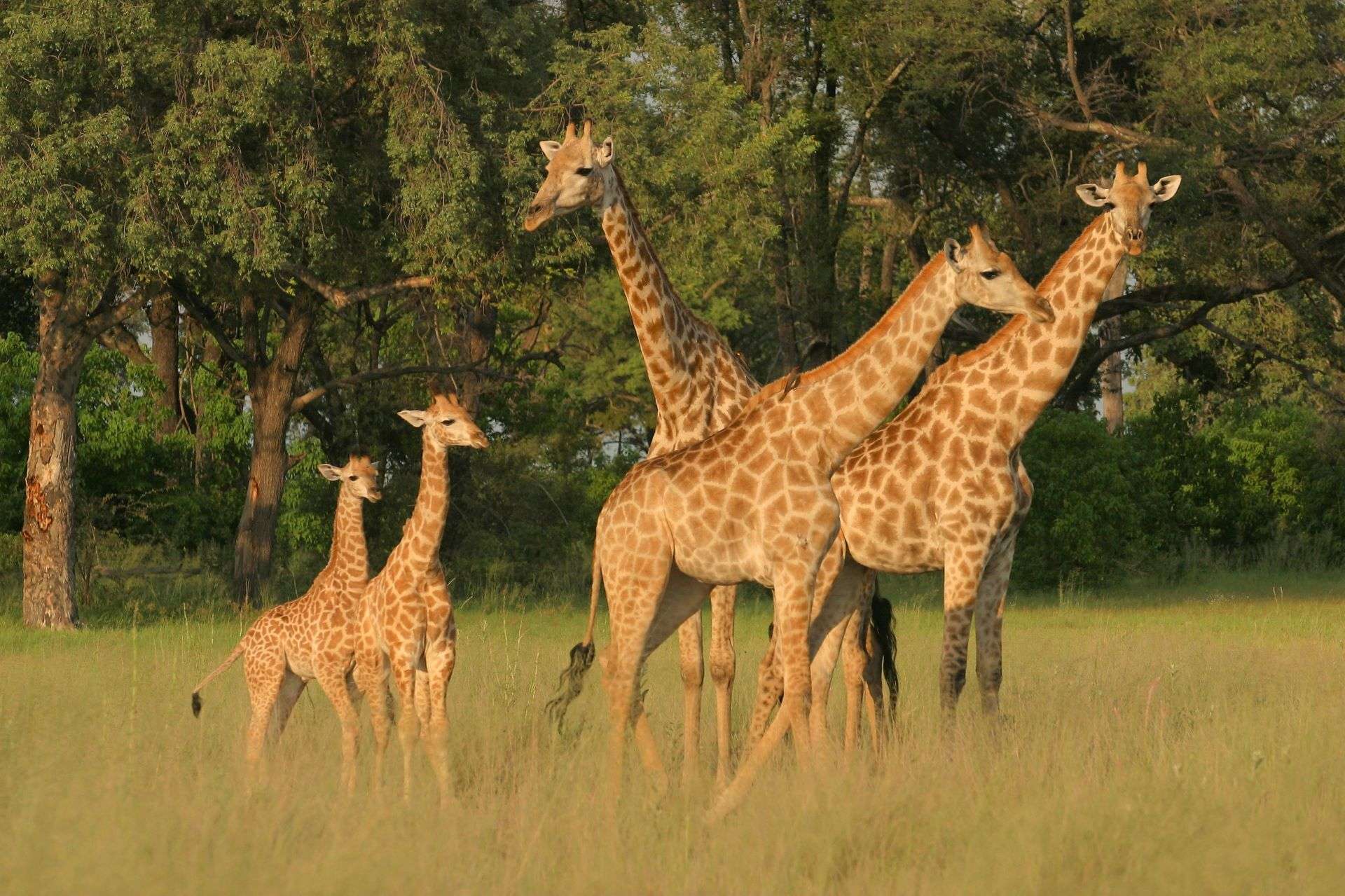 Giraffes with babies Botswana Africa
