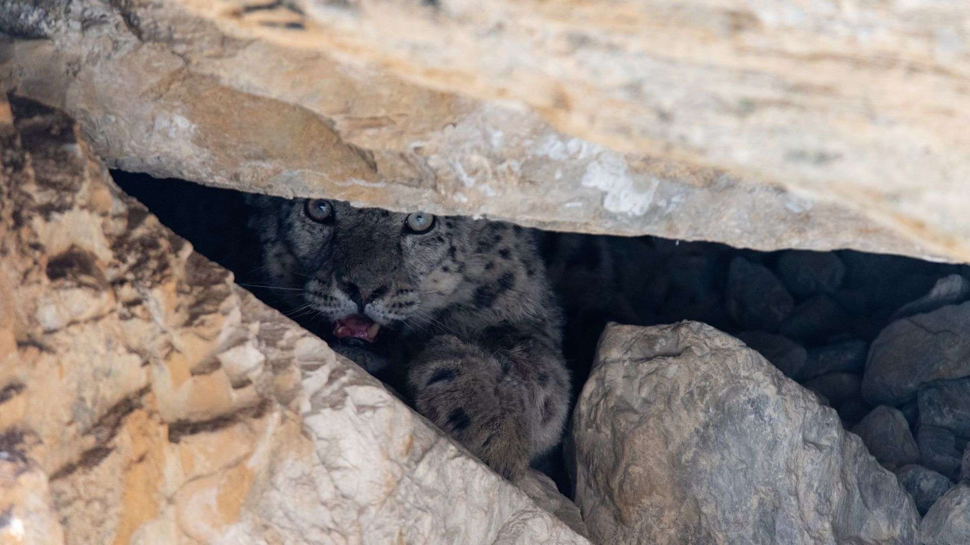 Two snow leopards were successfully collared in Shey Phoksundo National Park, Western Nepal. The first snow leopard was collared on May 19, 2021 in the Rapka area of Saldang. The enigmatic 7-year-old male cat weighed 37 kgs. The second snow leopard was collared in Dhora area of Saldang on May 25, 2021. This 6-year-old male adult snow leopard weighed 38 kgs. Both cats will be closely monitored by the national park and conservation biologists over the next 18 months. The GPS collar connected to the snow leopards periodically transmits the location of the animal providing invaluable information on the animal’s habitat, their spatial behavior, as well as transboundary movement patterns, contributing towards conservation planning for the species through habitat management, conflict mitigation or otherwise.