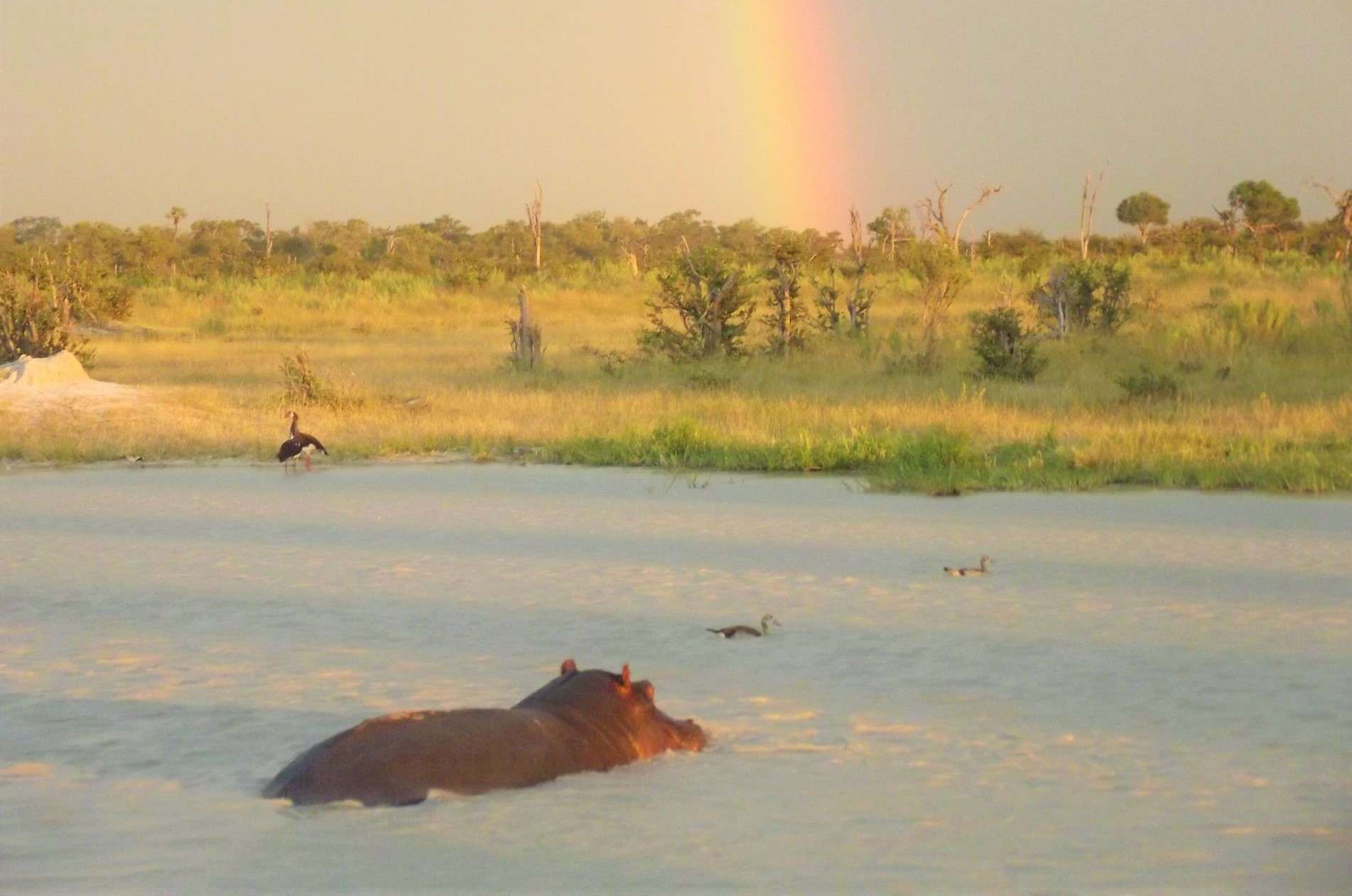 Hippo Botswana Africa