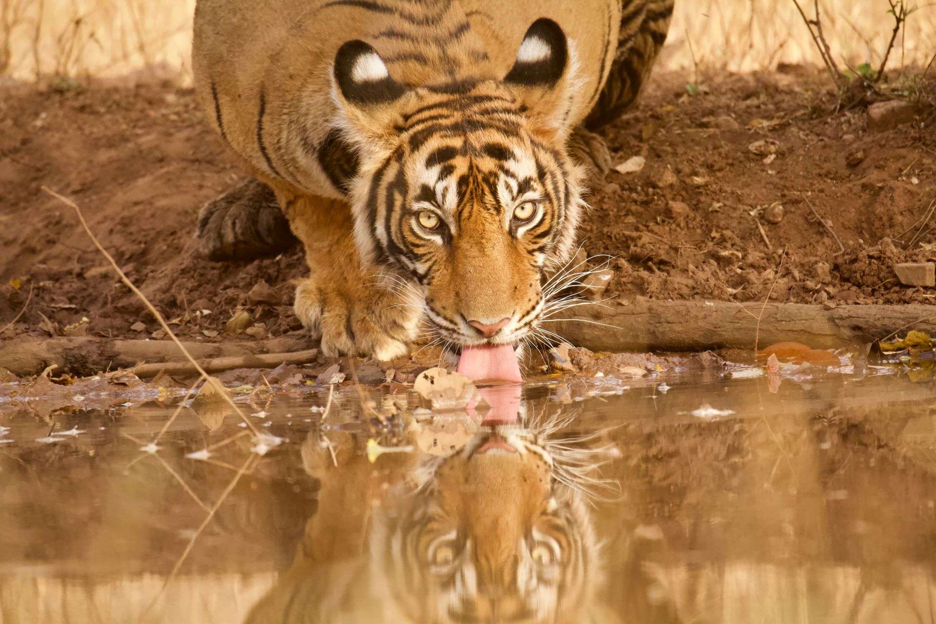 Bengal Tiger drinking water in India by Conan Dumenil