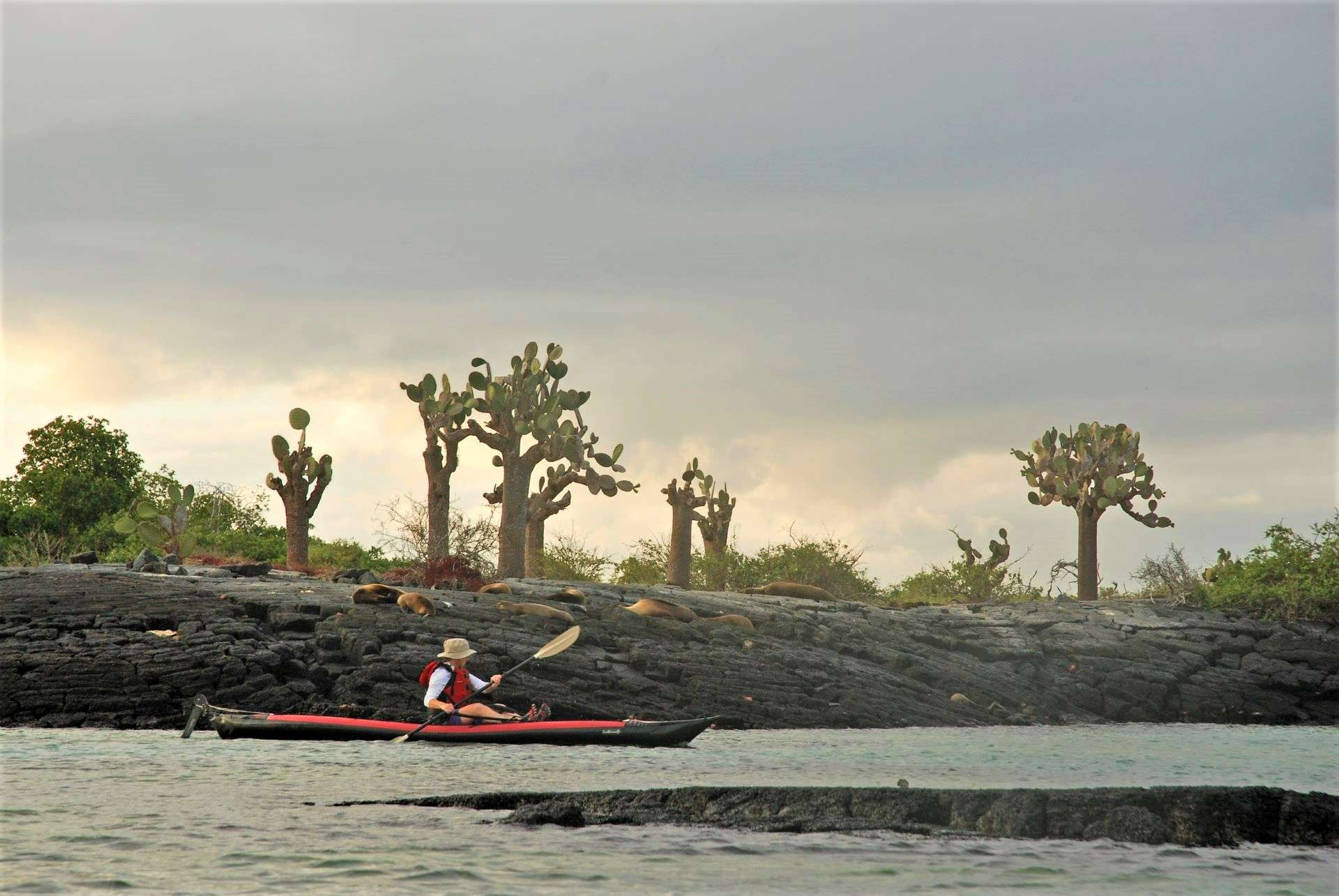 Kayaking with sea lions in the Galapagos
