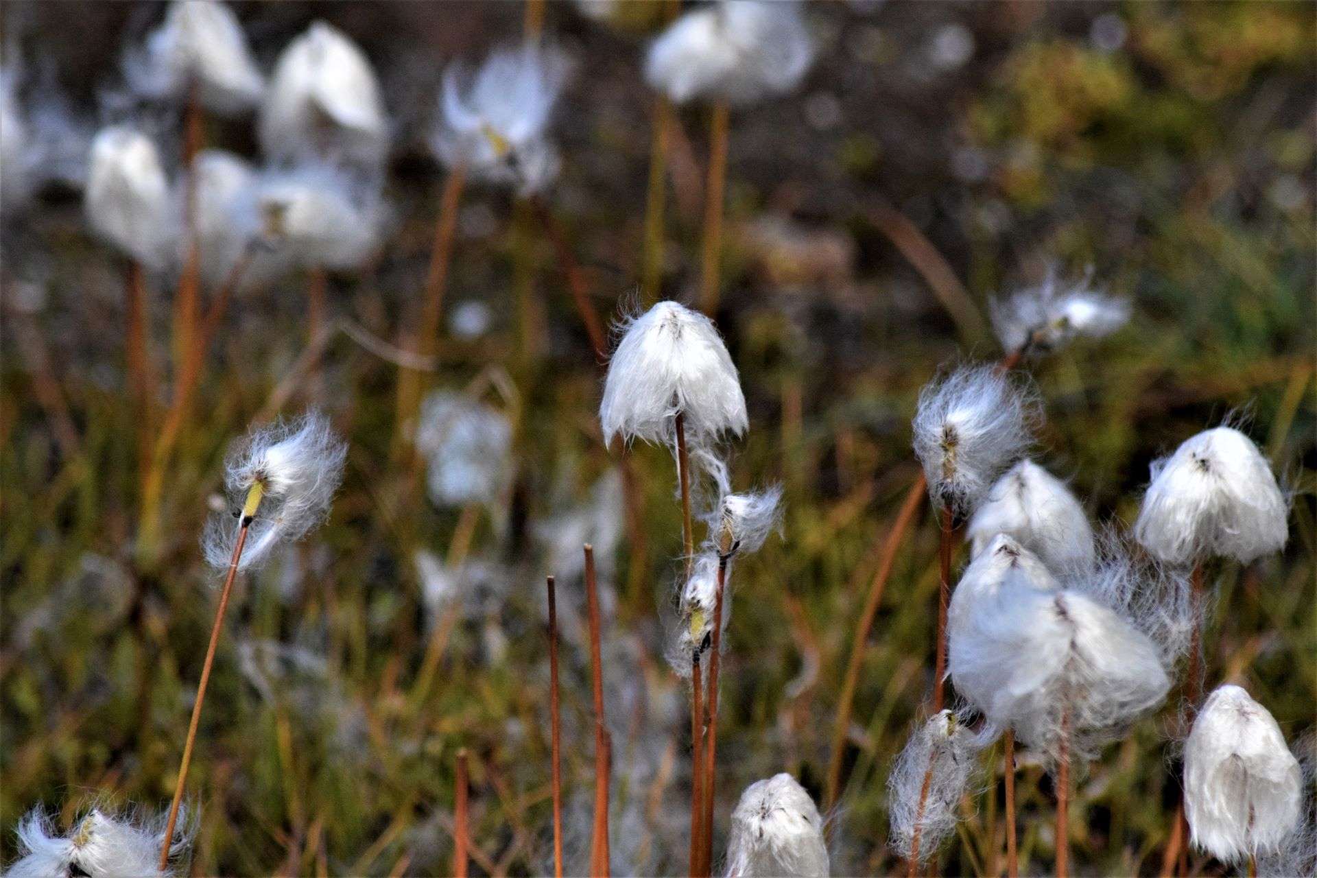Arctic Cotton grass