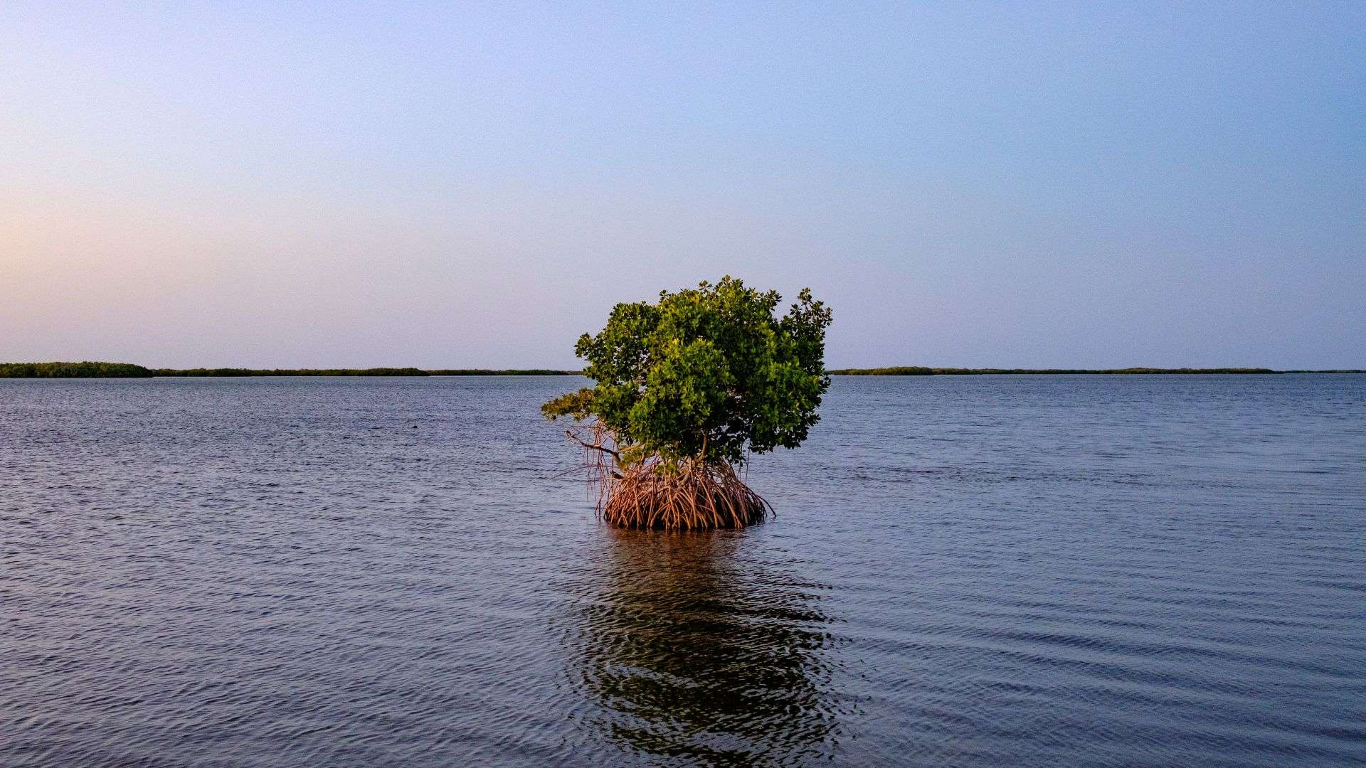 A lone mangrove tree in San Felipe, Yucatan, Mexico. From a monitoring, evaluation, and learning (MEL) trip focused on mangrove conservation in Yucatan, Mexico.