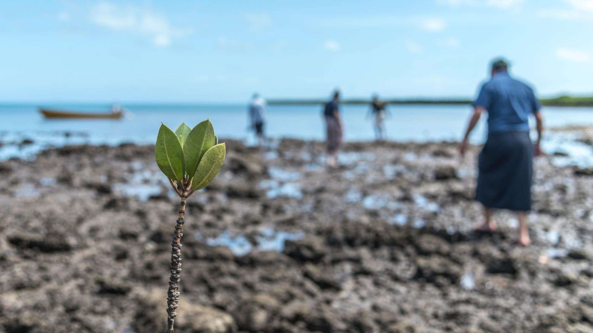 WWF staff walking to a long boat after visiting a small area of mangrove resforestation on Mali Island. Macuata Province, Vanua Levu, Fiji.