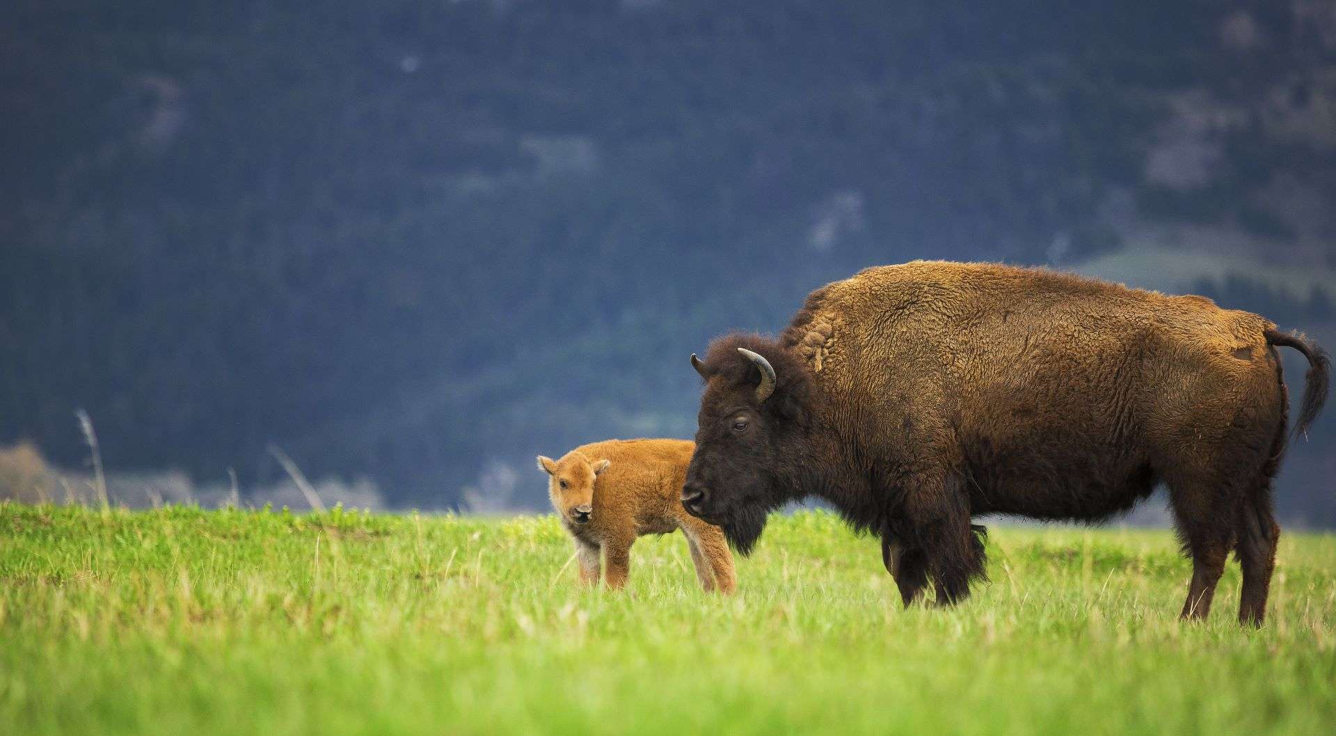 Mother bison cow with baby