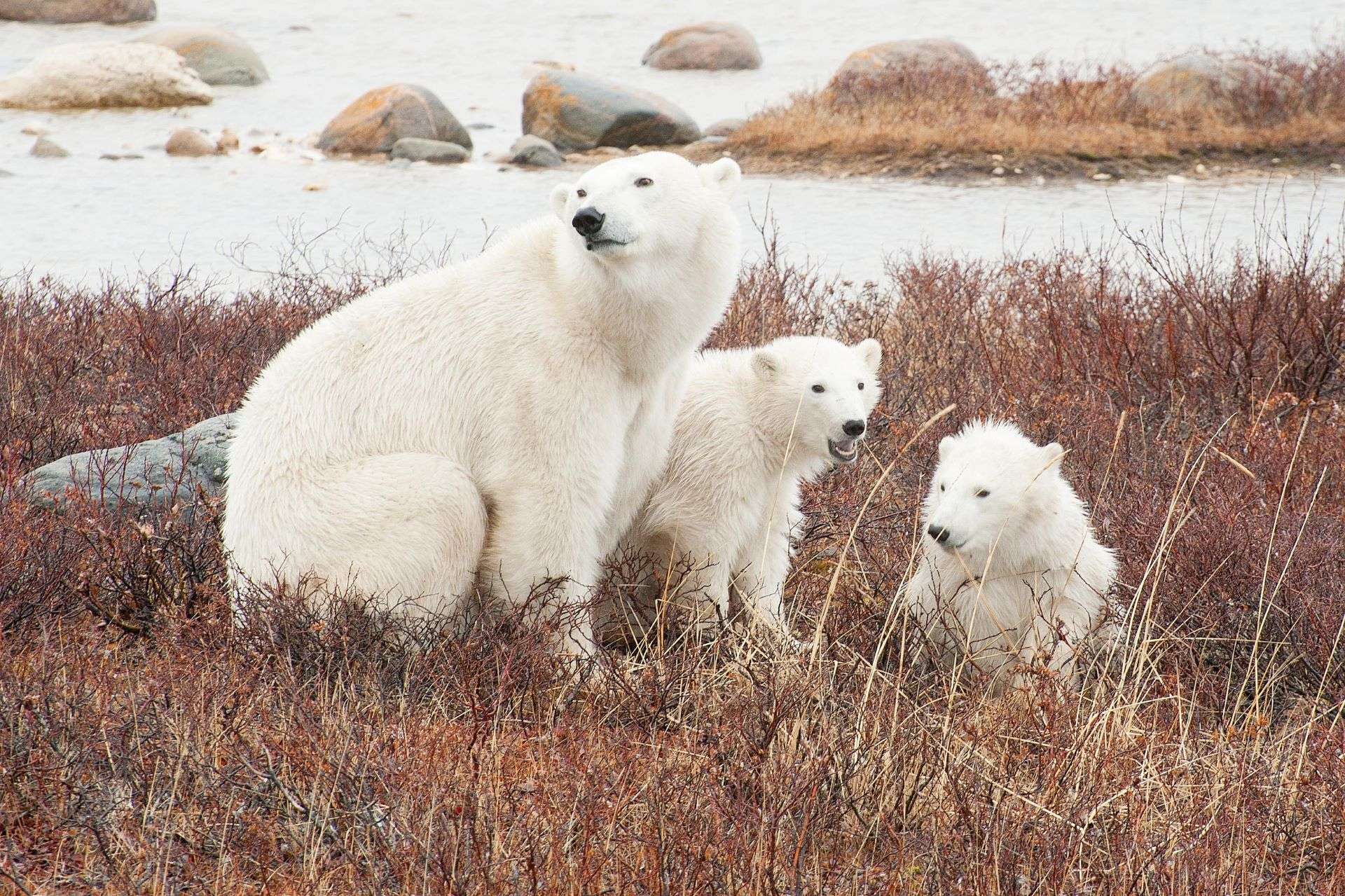 Polar Bear Mother and Cubs by Colby Brokvist
