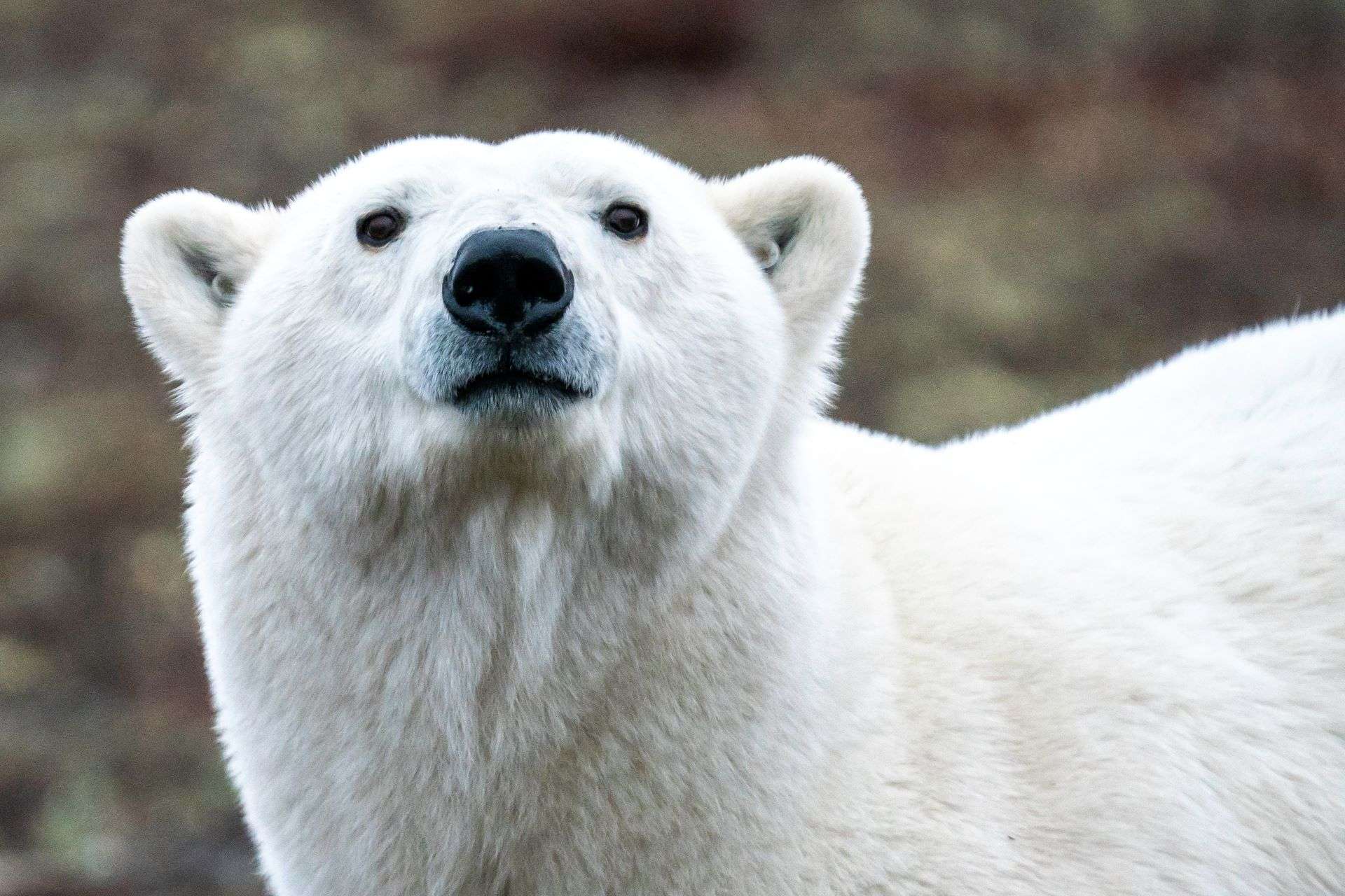 Polar Bear Portrait Brad Josephs