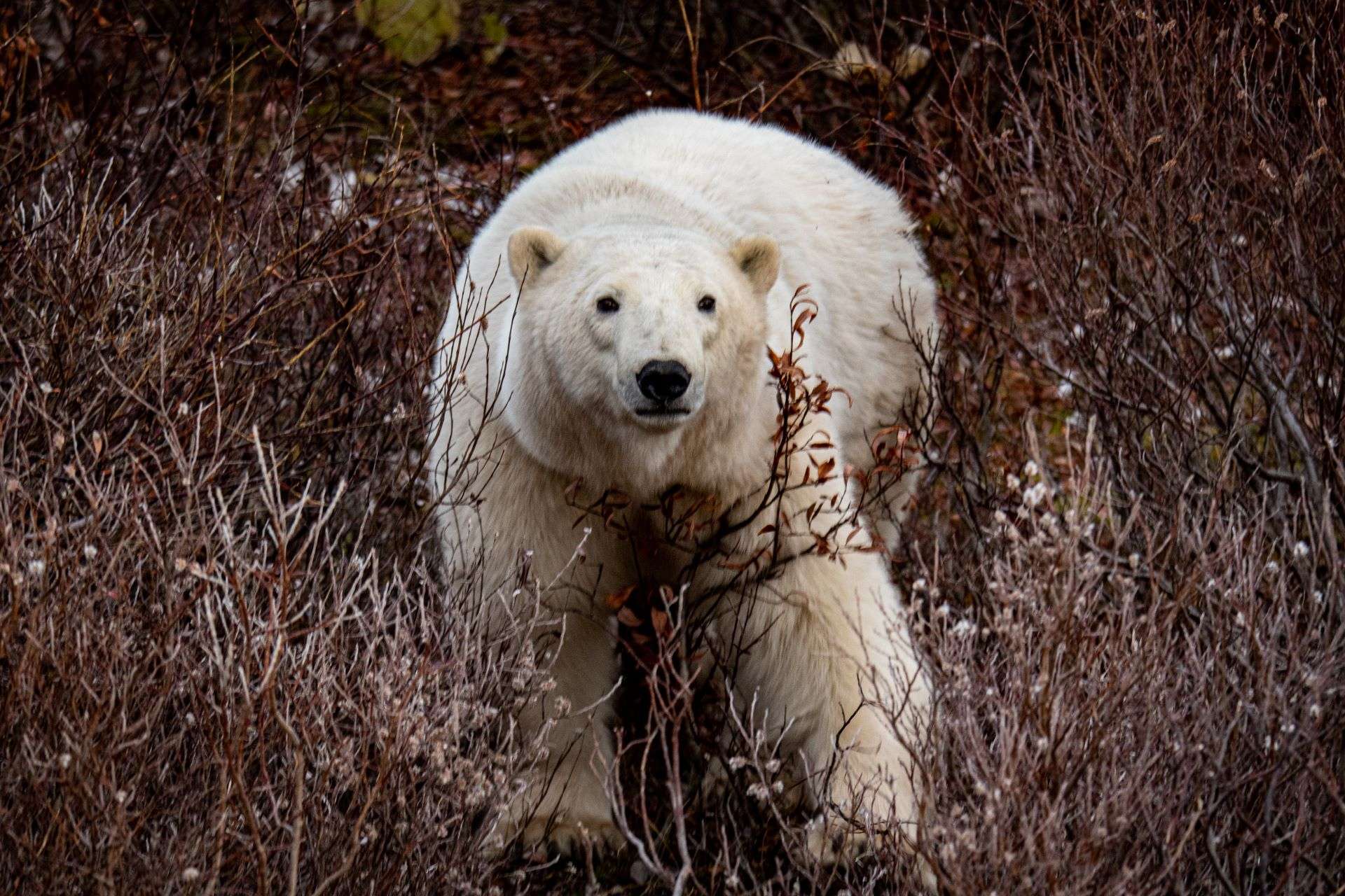 Polar Bear Portrait Lianne Thompson