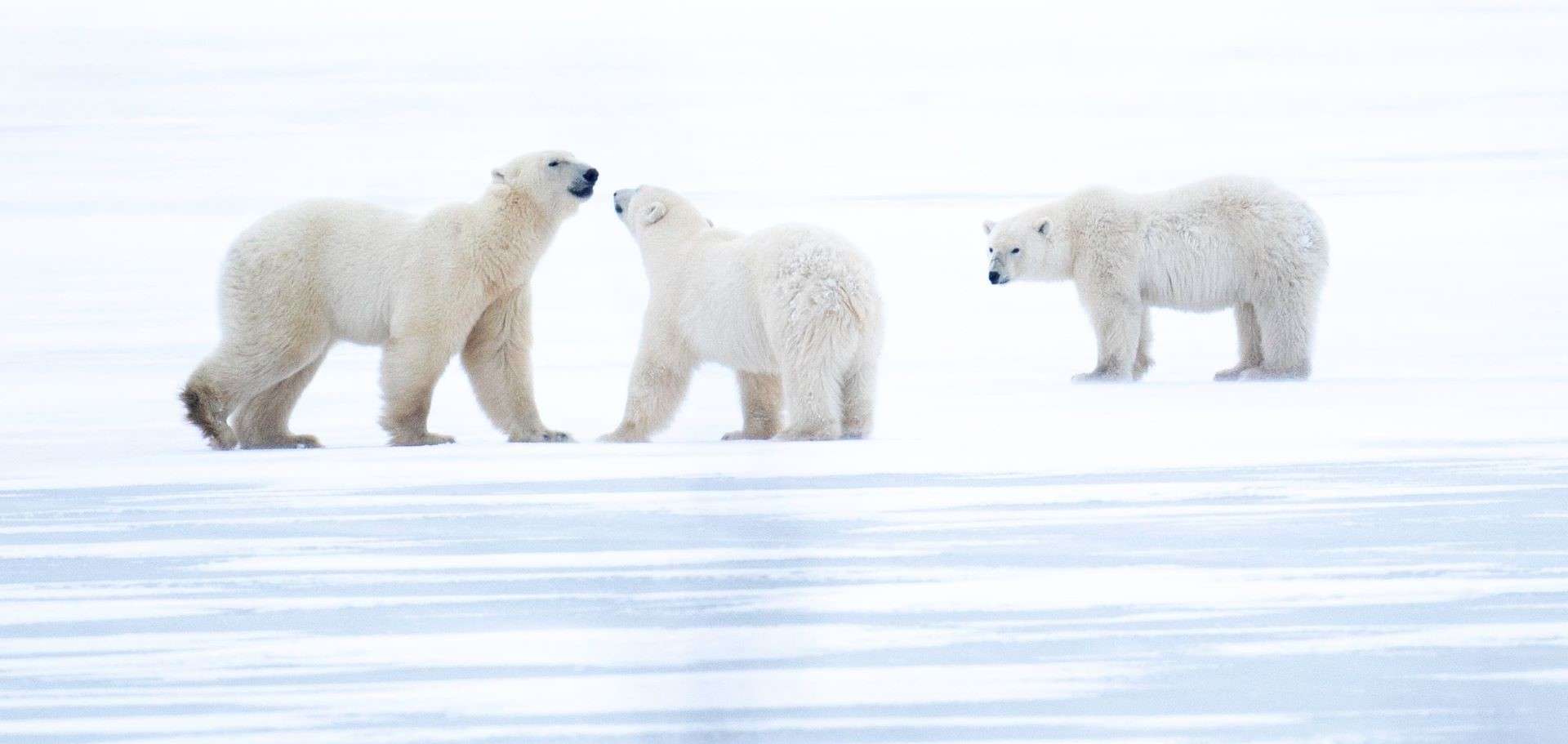 Three Polar Bears play in Churchill, Canada by Brad Josephs