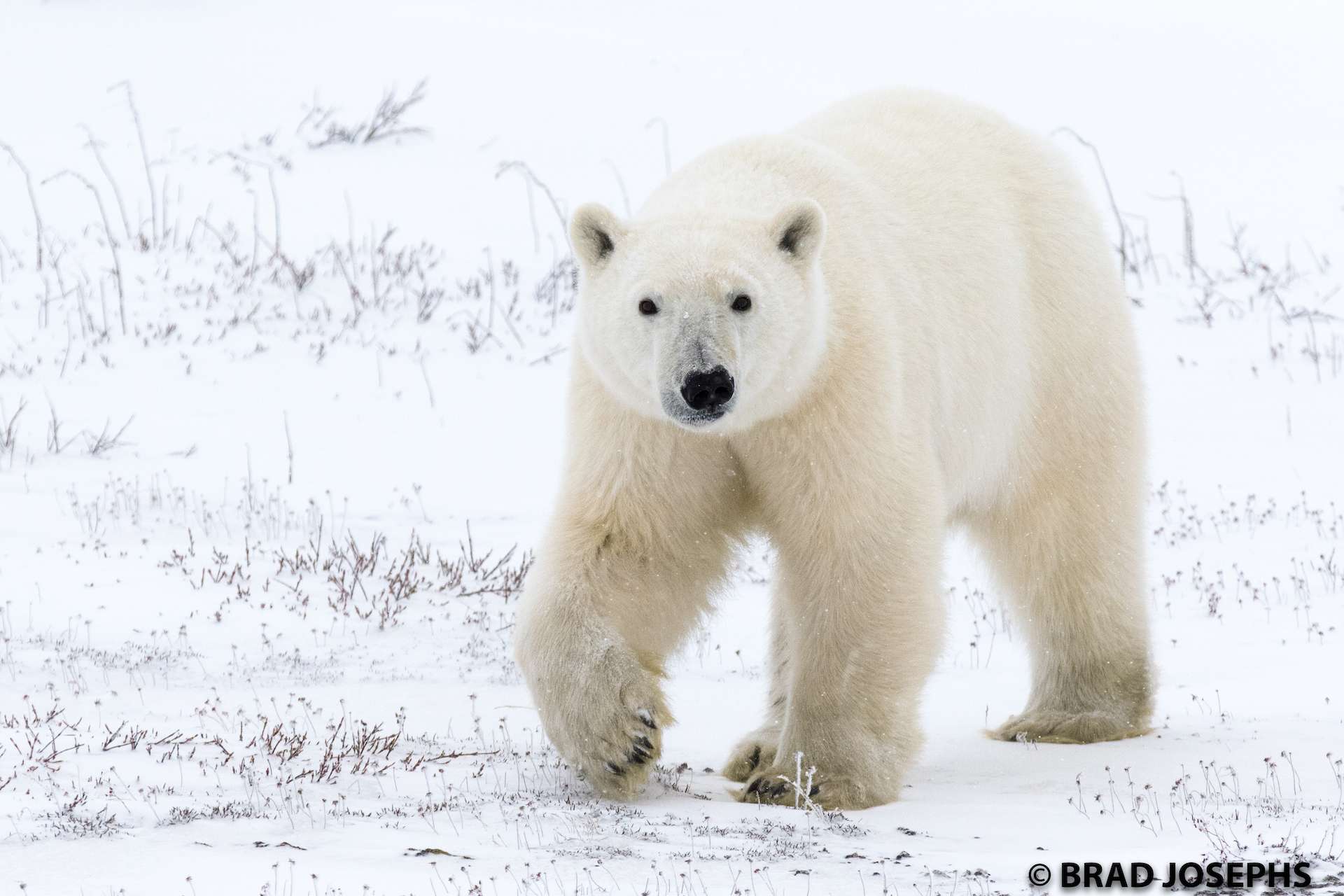 Polar bear in Churchill Canada.