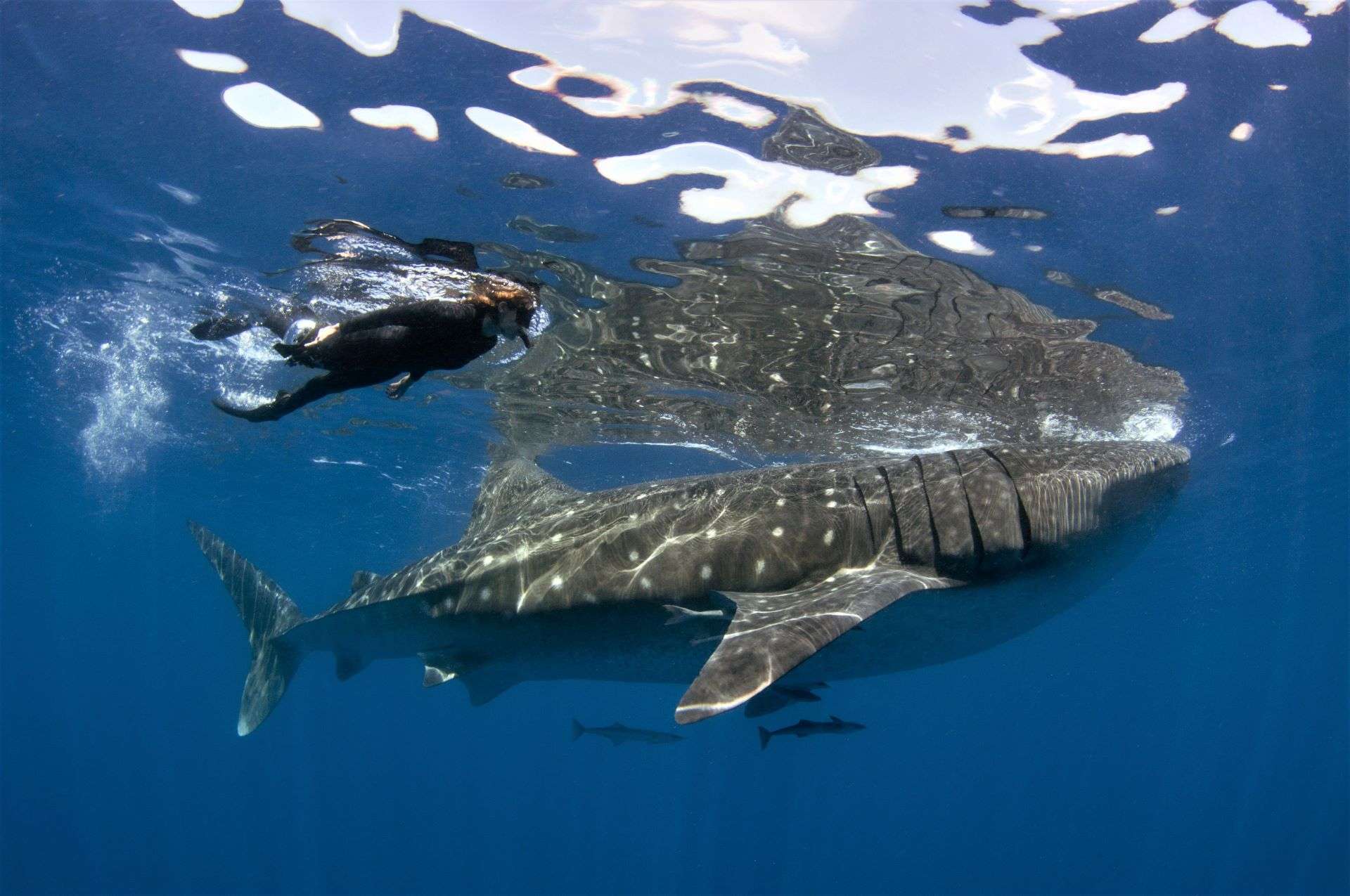 A woman swims along with the world's biggest fish, the whale shark.