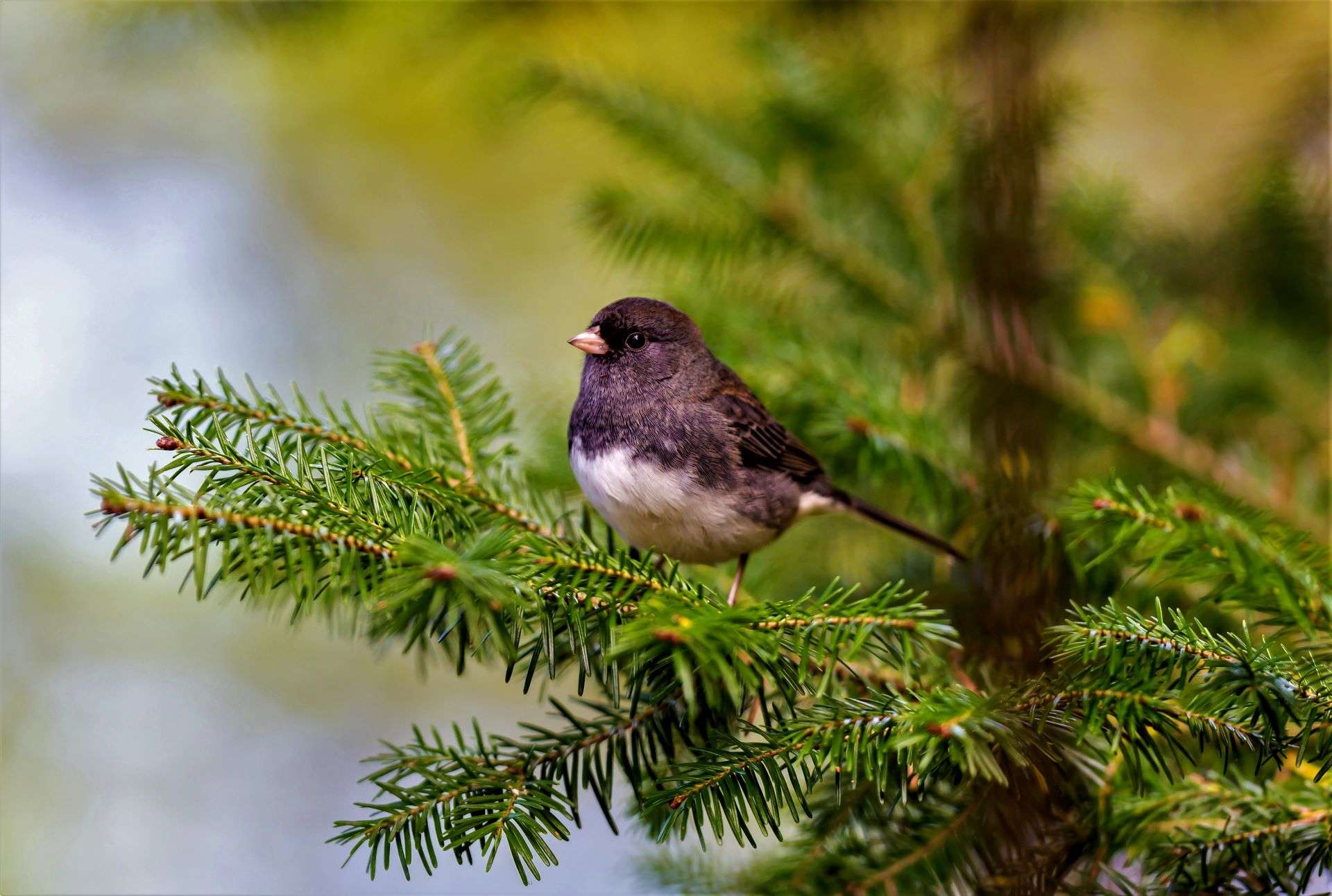 The dark-eyed junco is a species of the juncos, a genus of small grayish American sparrows. This bird is common across much of temperate North America and in summer ranges far into the Arctic.