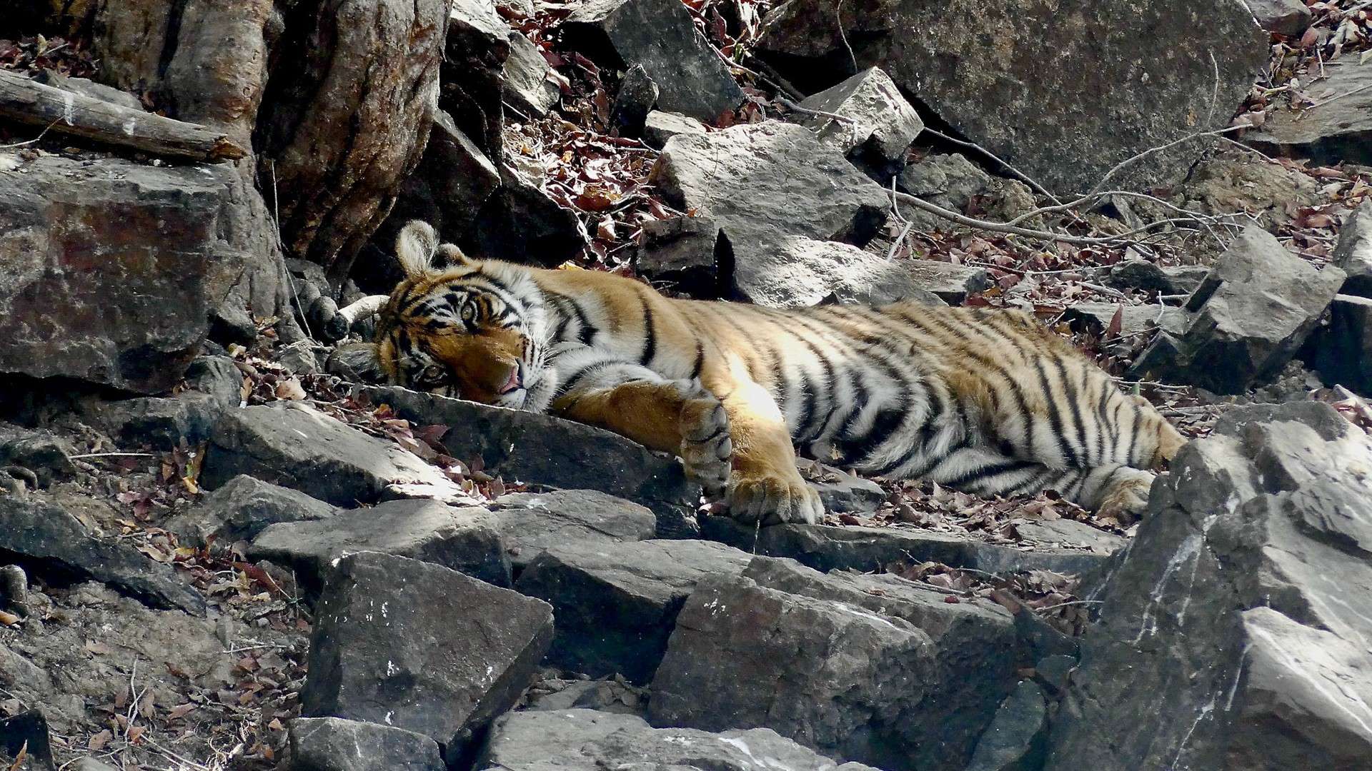 Tiger laying on rocks in India by Harry Bosen